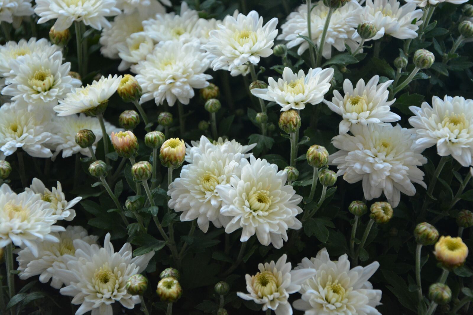 Nikon D5200 sample photo. Flower, flowers, pompenettes white photography
