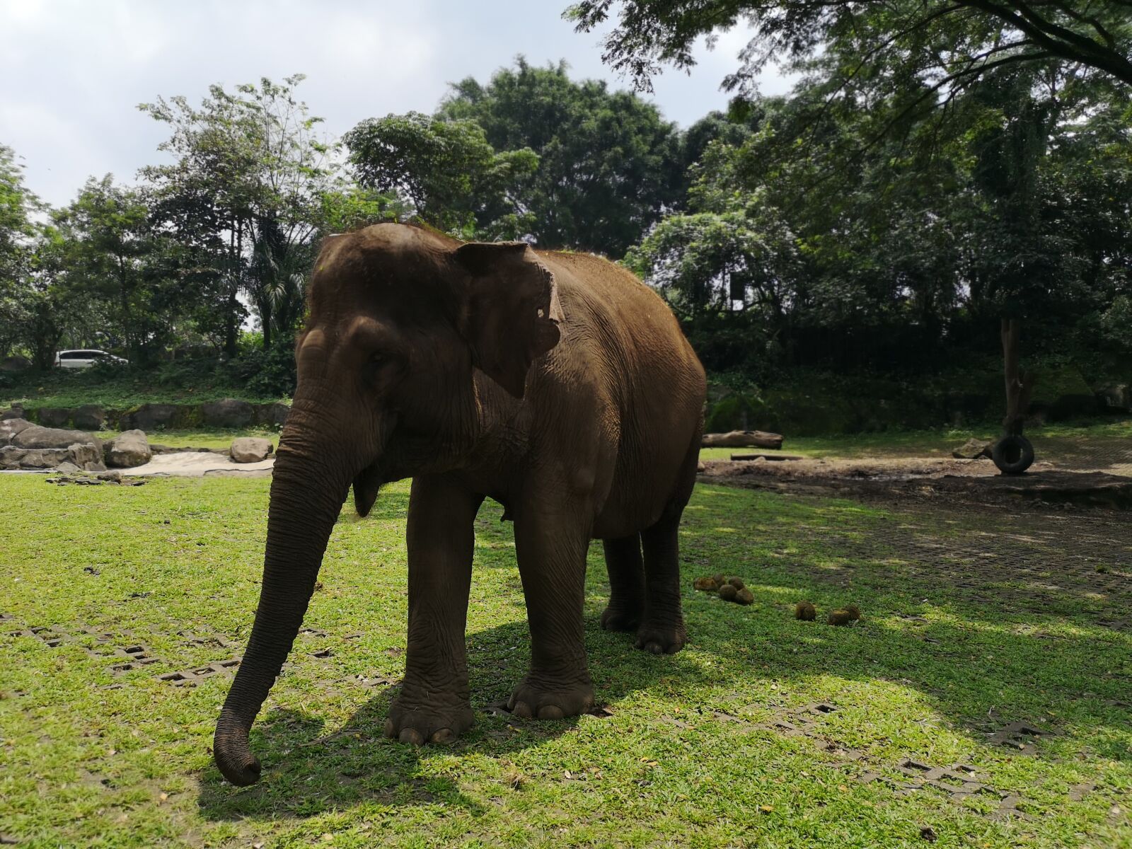 HUAWEI CLT-L29 sample photo. Elephant, trunk, large photography