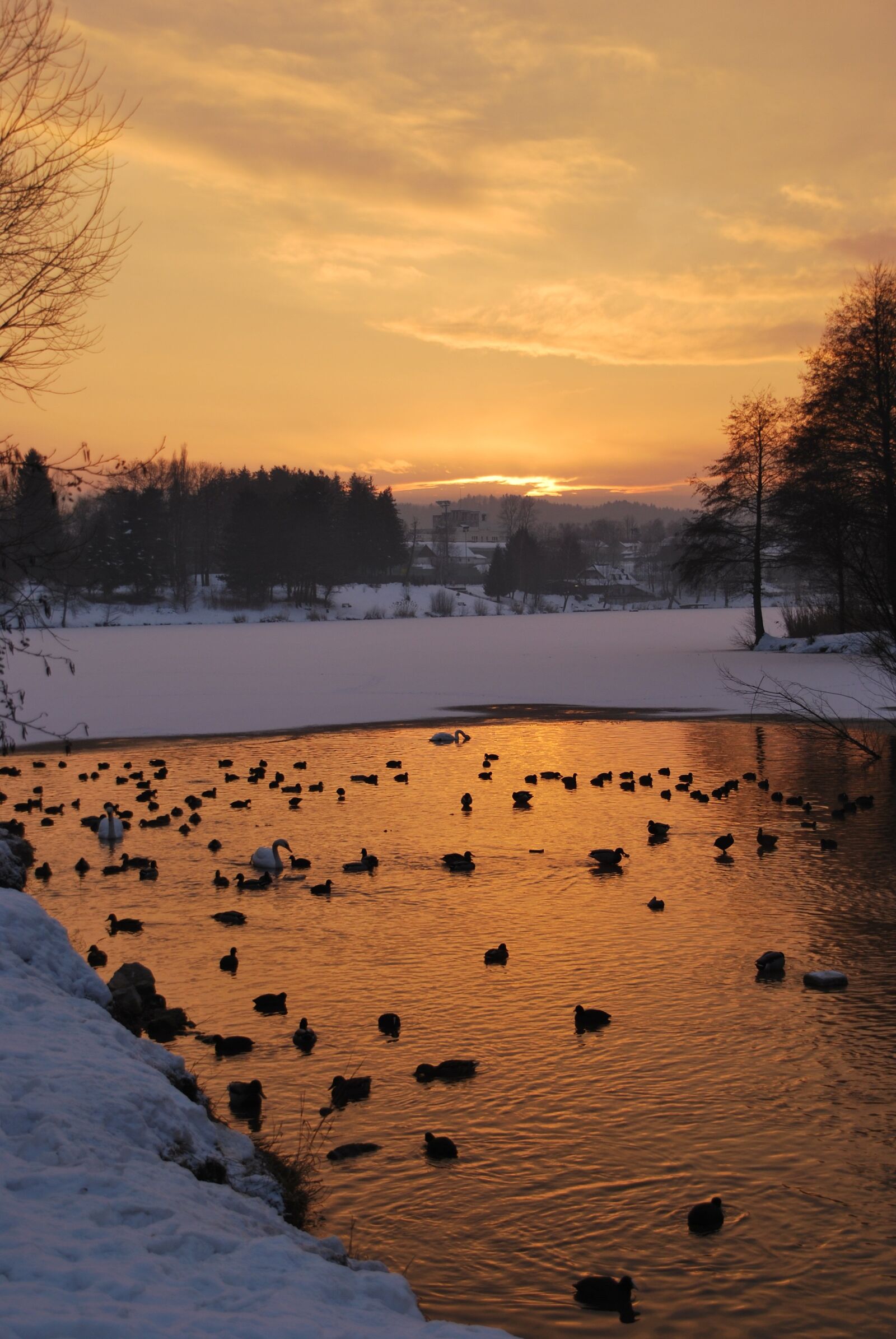 Nikon D60 sample photo. Lake, ducks, birds photography