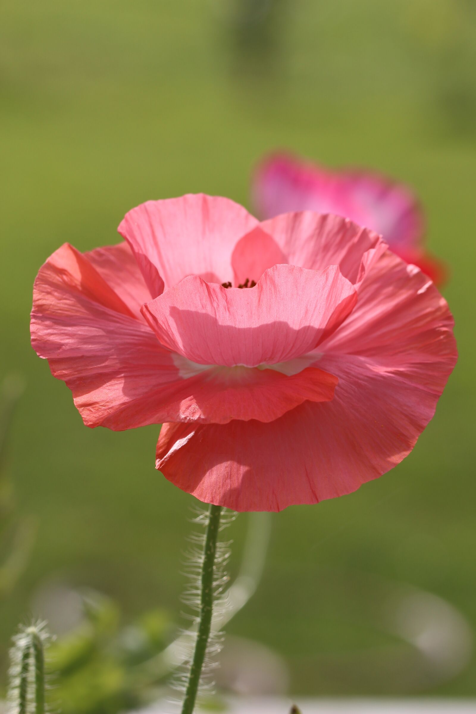 Canon EOS 700D (EOS Rebel T5i / EOS Kiss X7i) + Canon EF 100mm F2.8L Macro IS USM sample photo. Poppy, nature, flower photography