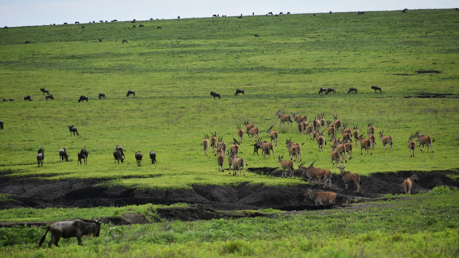 Nikon D7200 sample photo. Tanzania, africa, animals photography