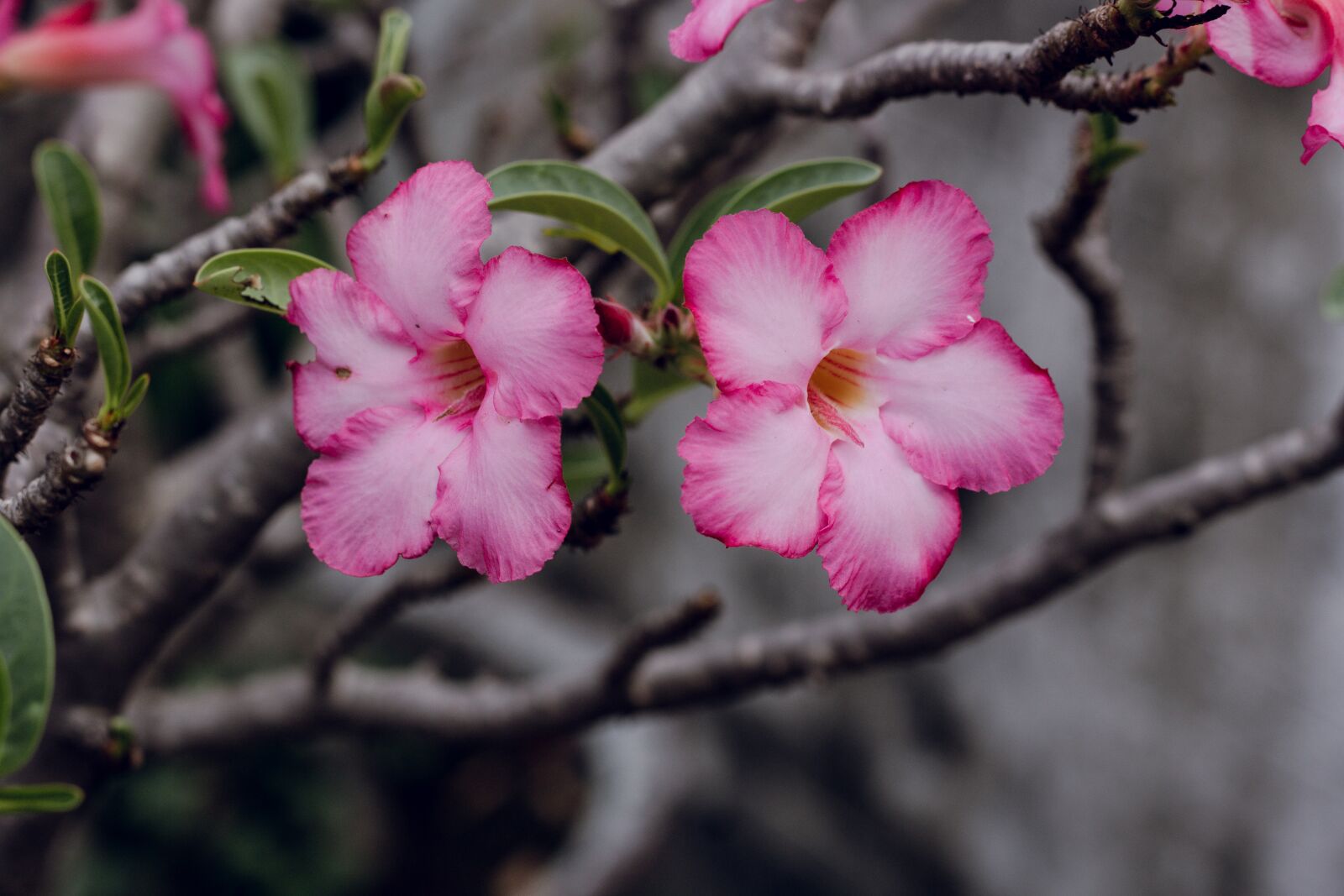 Canon EOS 700D (EOS Rebel T5i / EOS Kiss X7i) + Canon EF 50mm F1.8 STM sample photo. Invited to visit, flower photography