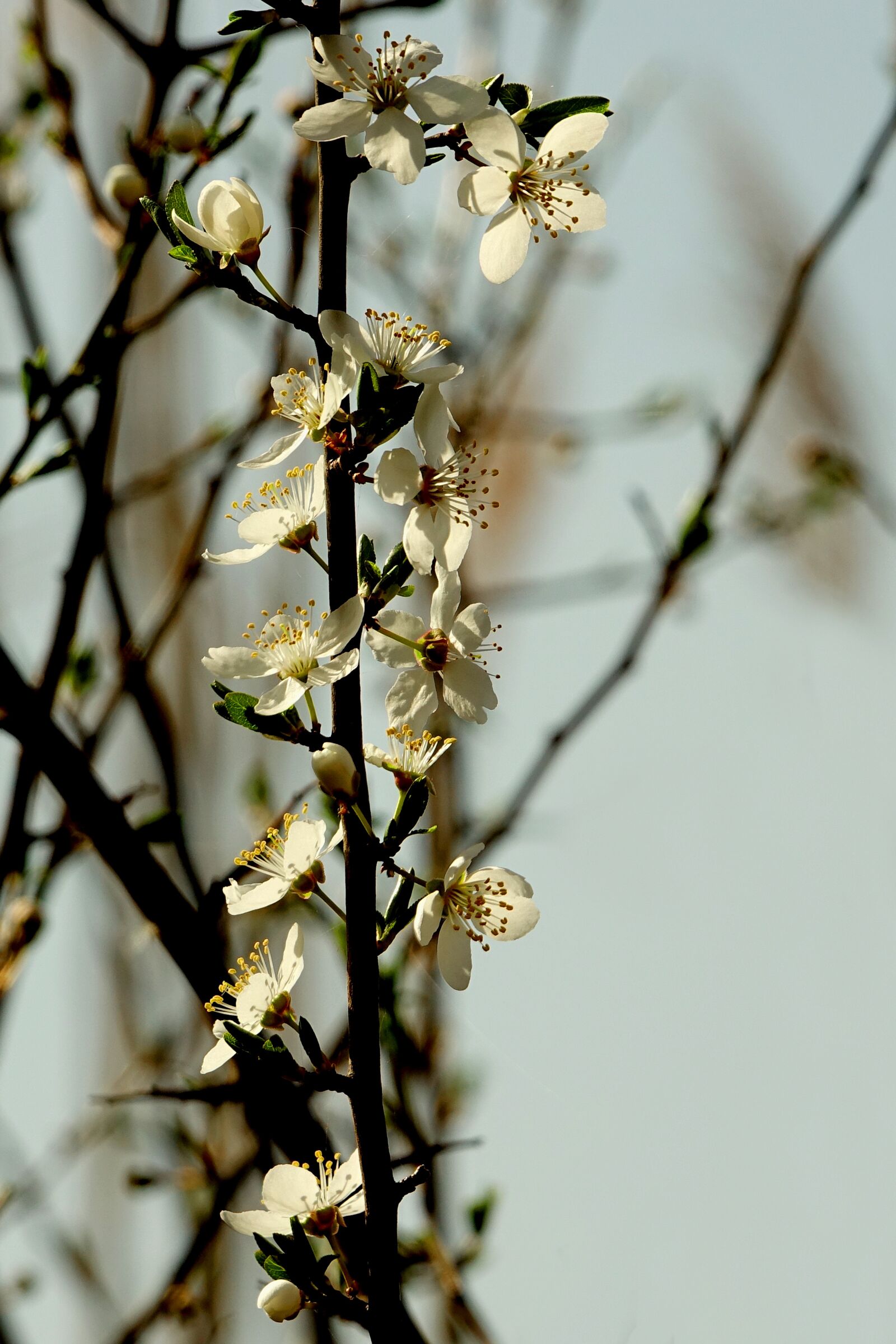 Sony Cyber-shot DSC-RX10 III sample photo. Tree, nature, plant photography