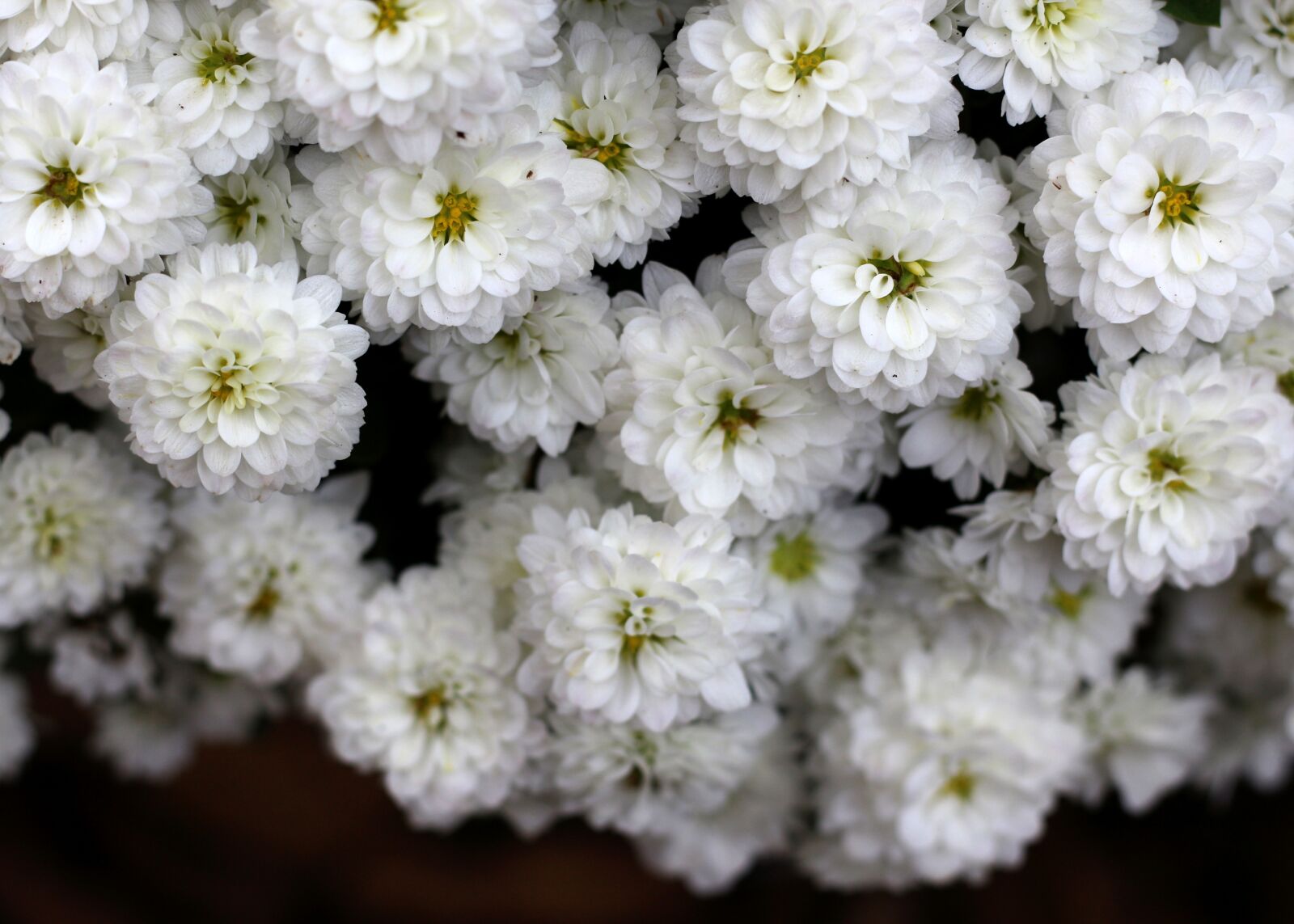 Canon EOS 700D (EOS Rebel T5i / EOS Kiss X7i) sample photo. Chrysanthemum, white flowers, nature photography