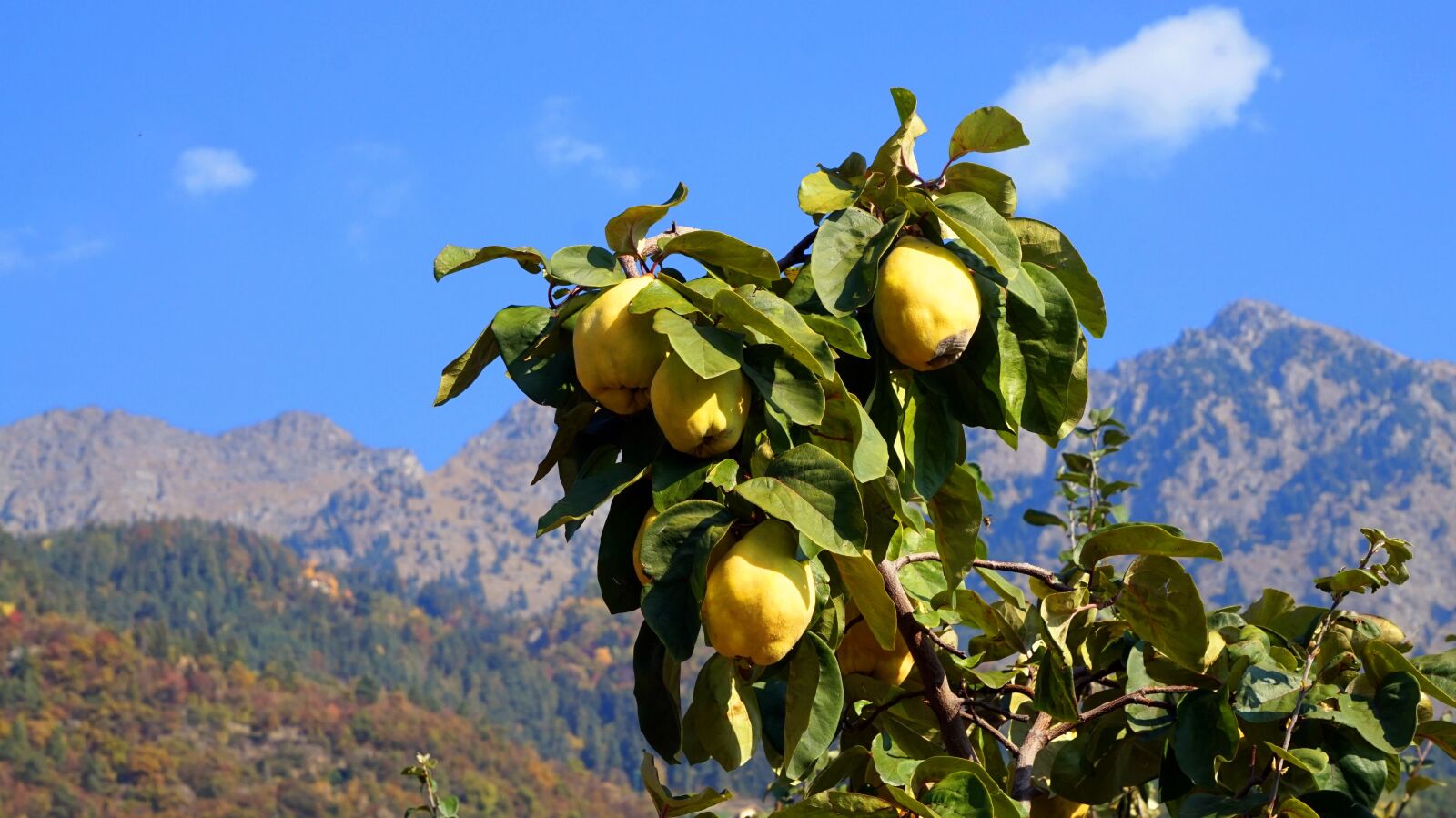 Sony Alpha a5000 (ILCE 5000) + Sony E 55-210mm F4.5-6.3 OSS sample photo. Quince, autumn, south tyrol photography