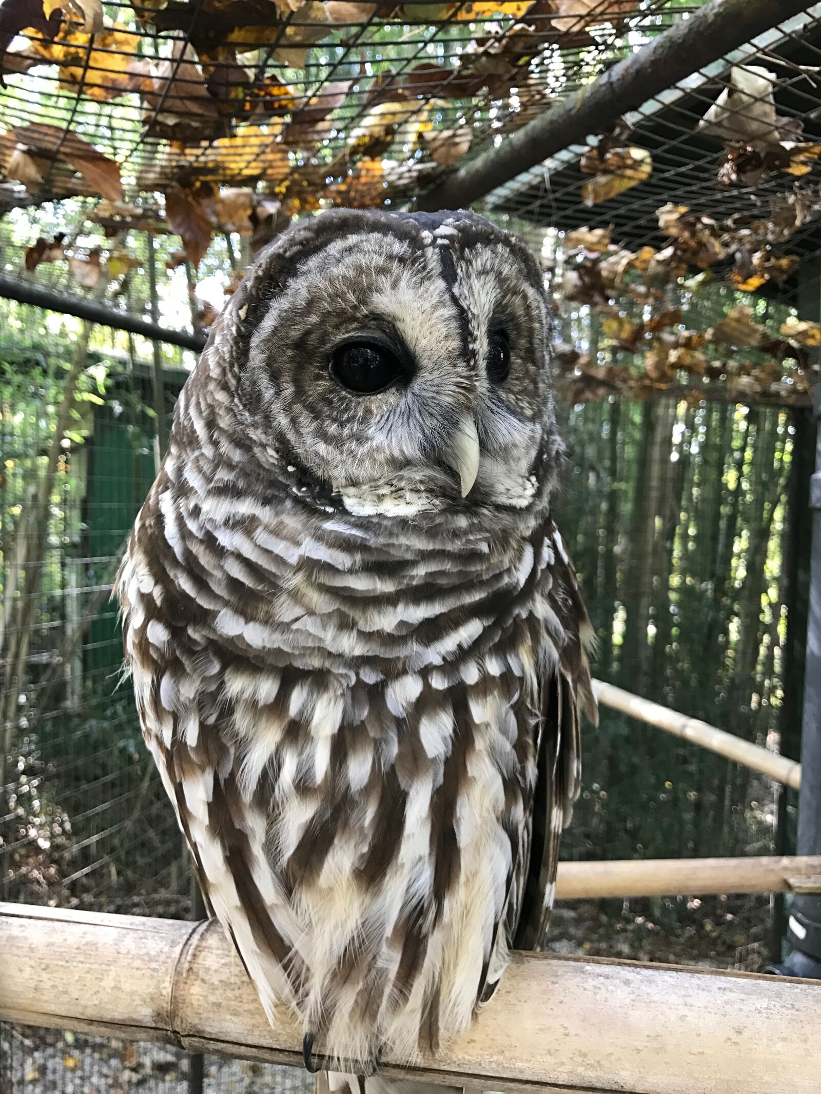 iPhone 7 back camera 3.99mm f/1.8 sample photo. Owl, bird, nature photography