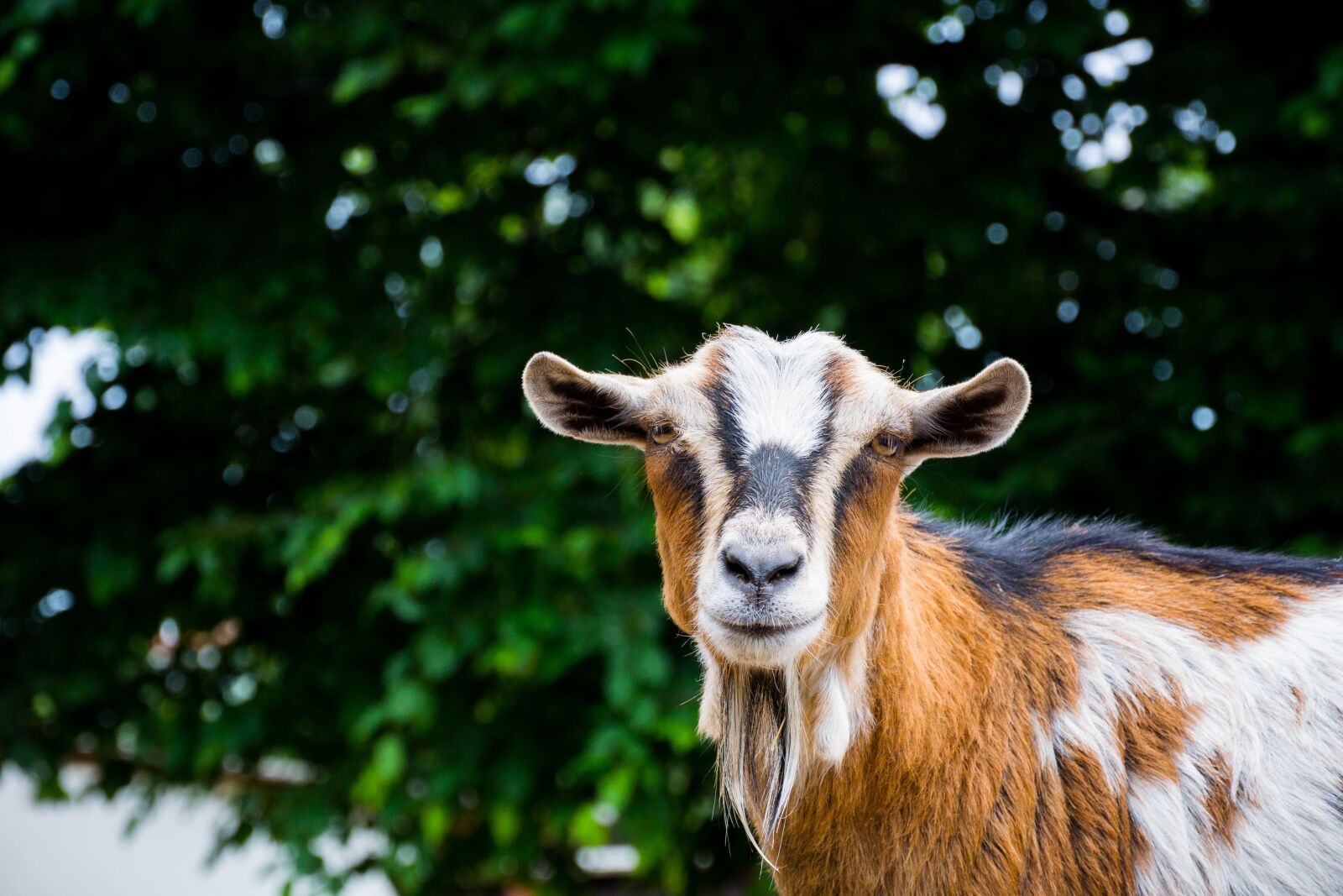 Nikon 1 V2 sample photo. Goat, goats, zoo photography