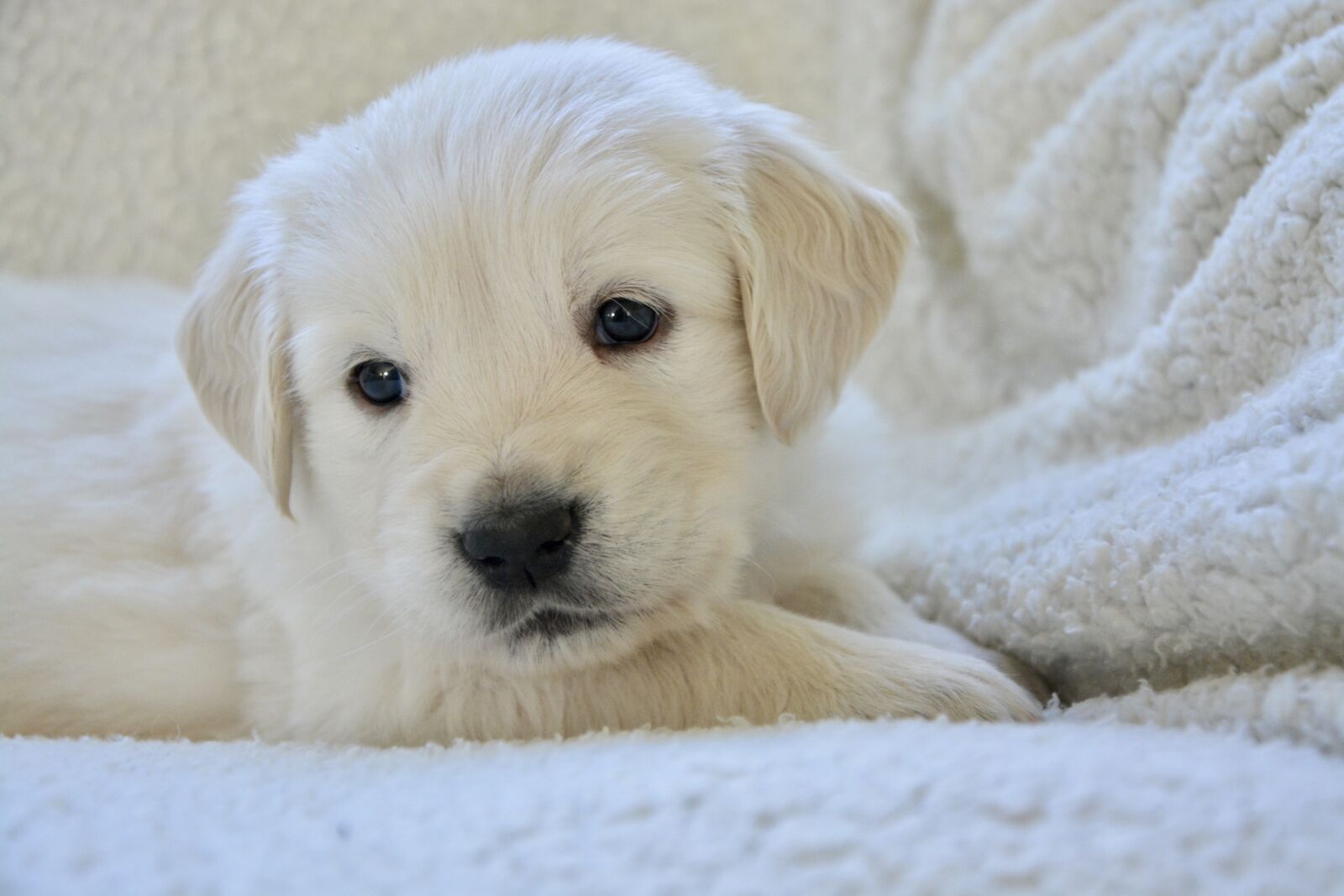 Nikon D5200 sample photo. Dog, puppy, portrait photography