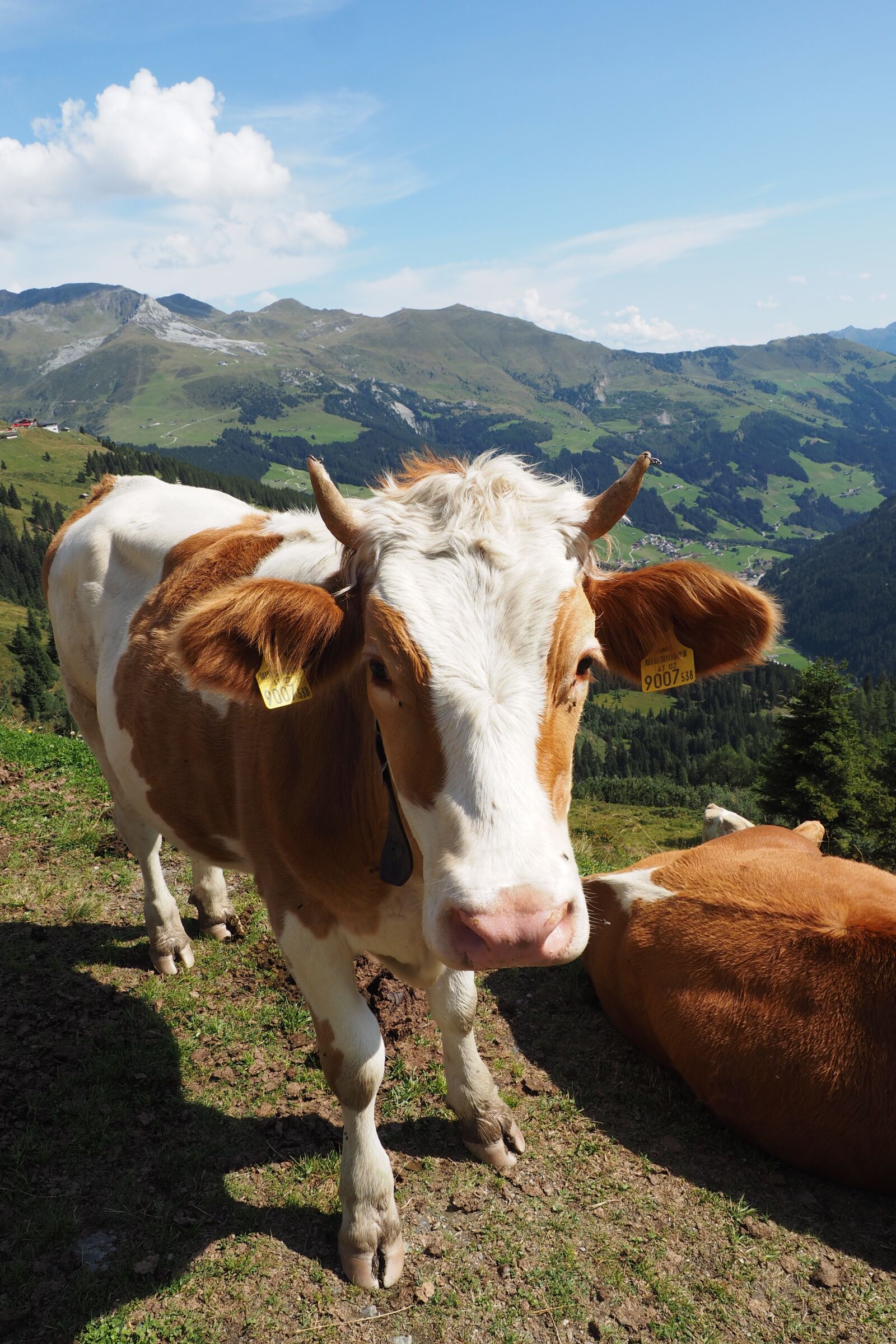 Olympus OM-D E-M1 + Olympus M.Zuiko Digital ED 12-40mm F2.8 Pro sample photo. Cow, mountains, animal photography
