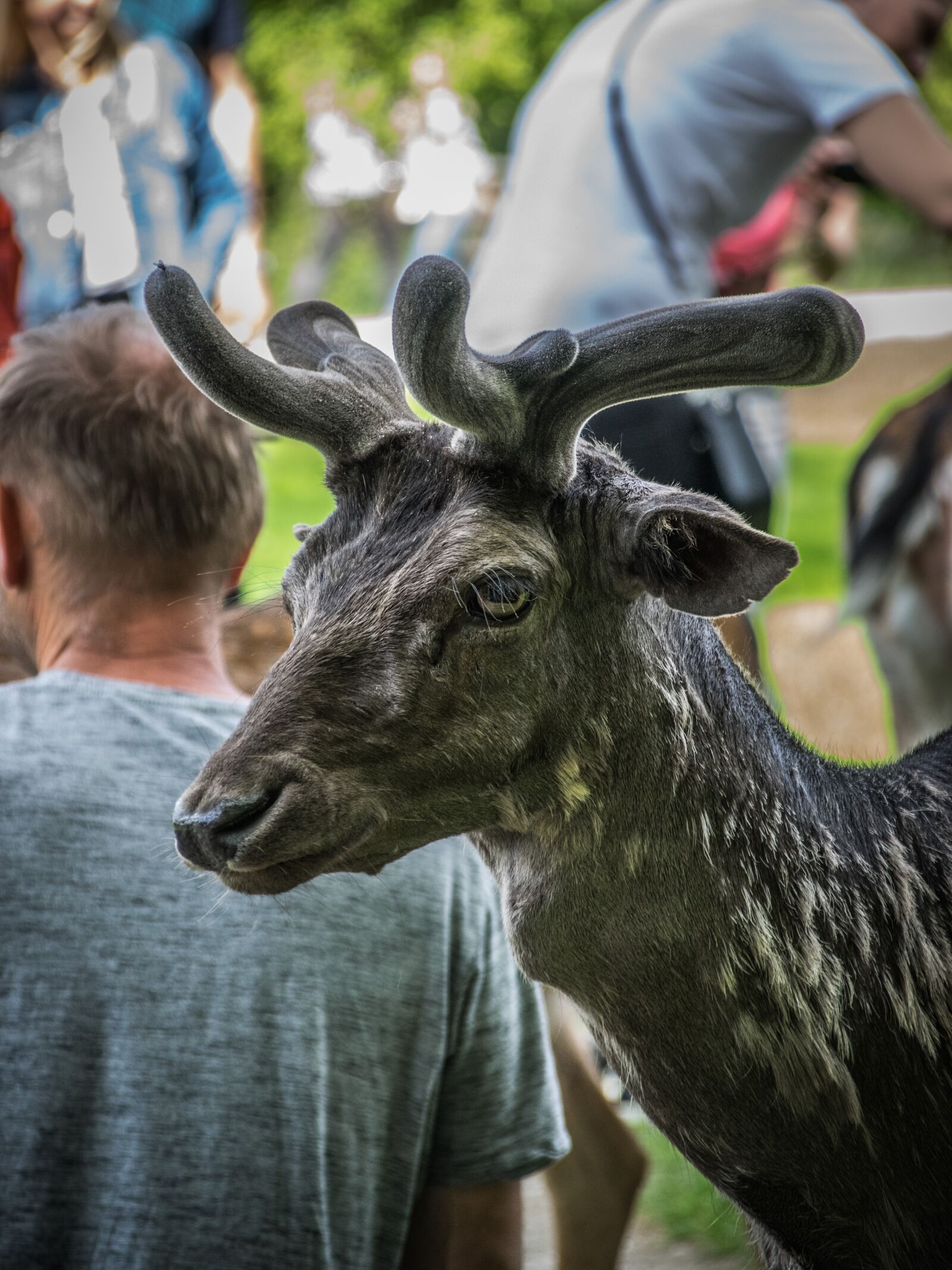 Nikon D5300 sample photo. Fallow deer, animal, mammal photography