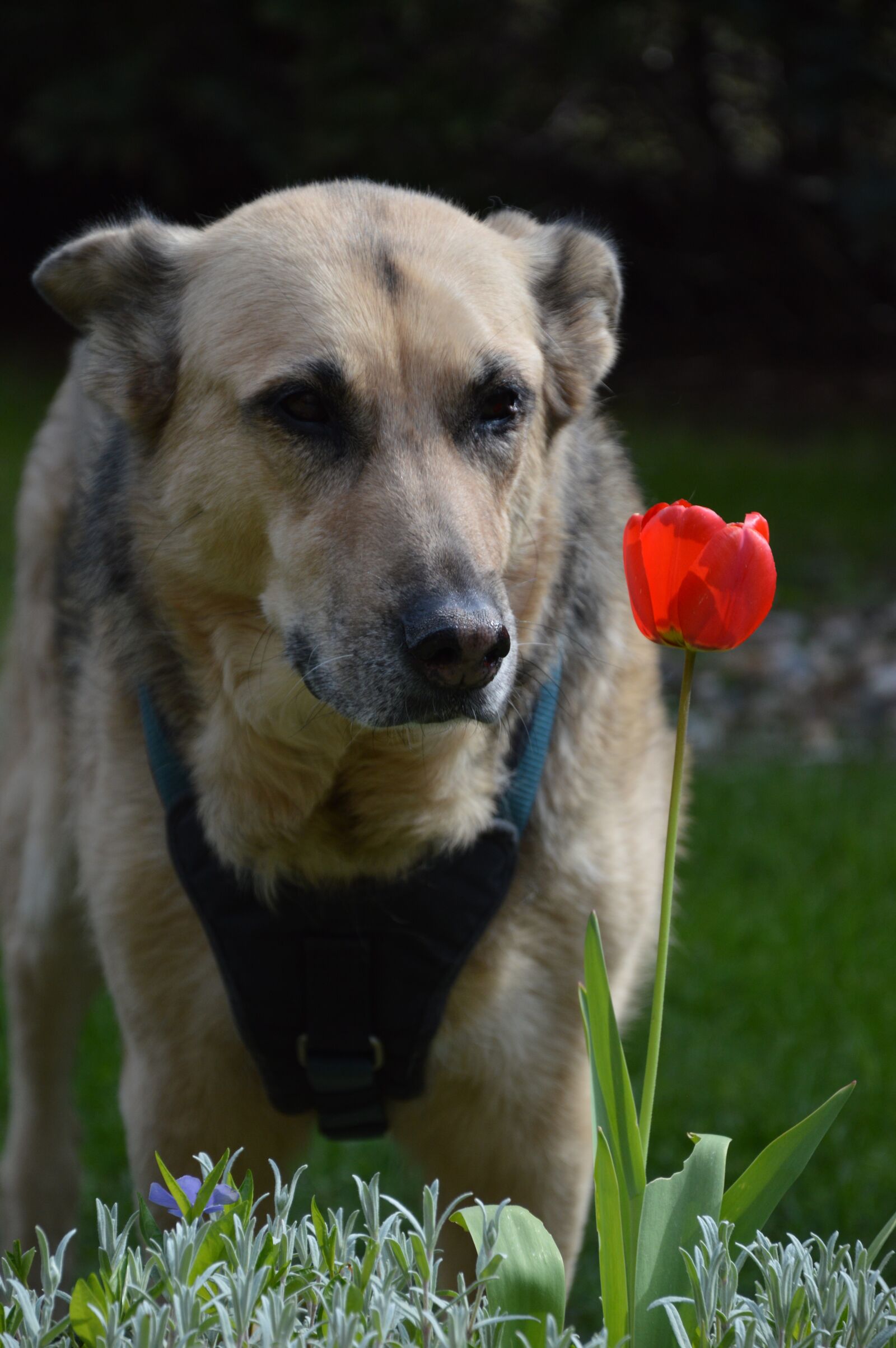 Nikon D3200 sample photo. Dog, sch fer dog photography