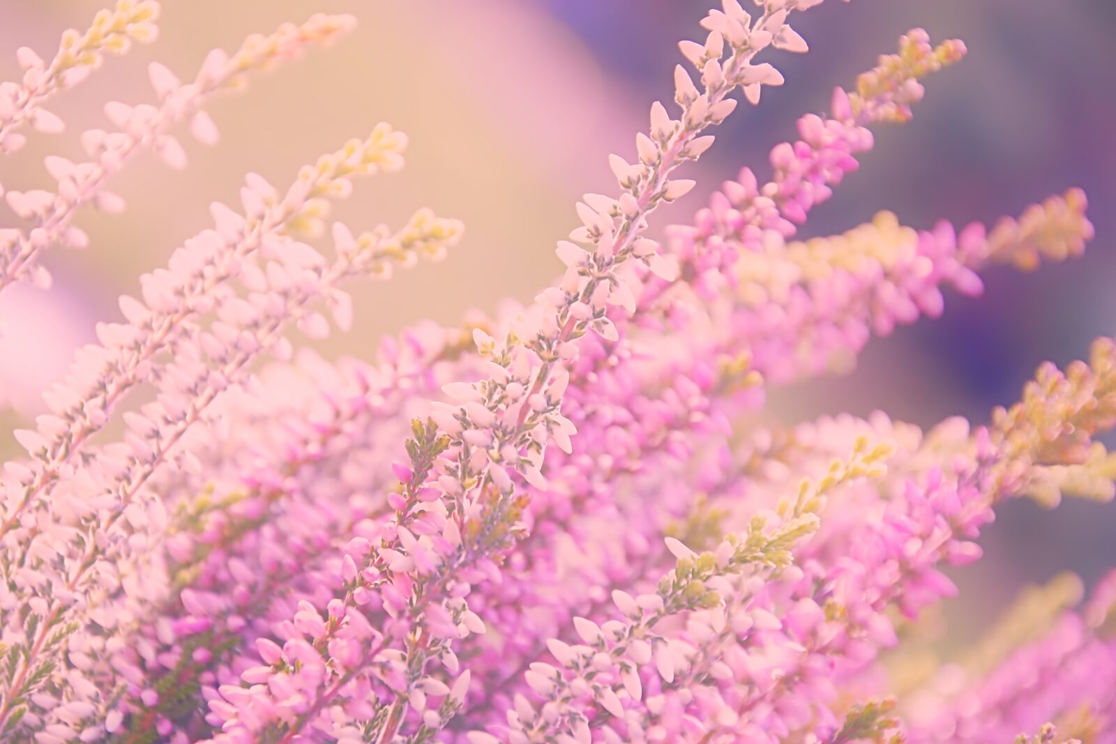 Nikon D5600 sample photo. Heide, heather, ericaceae photography
