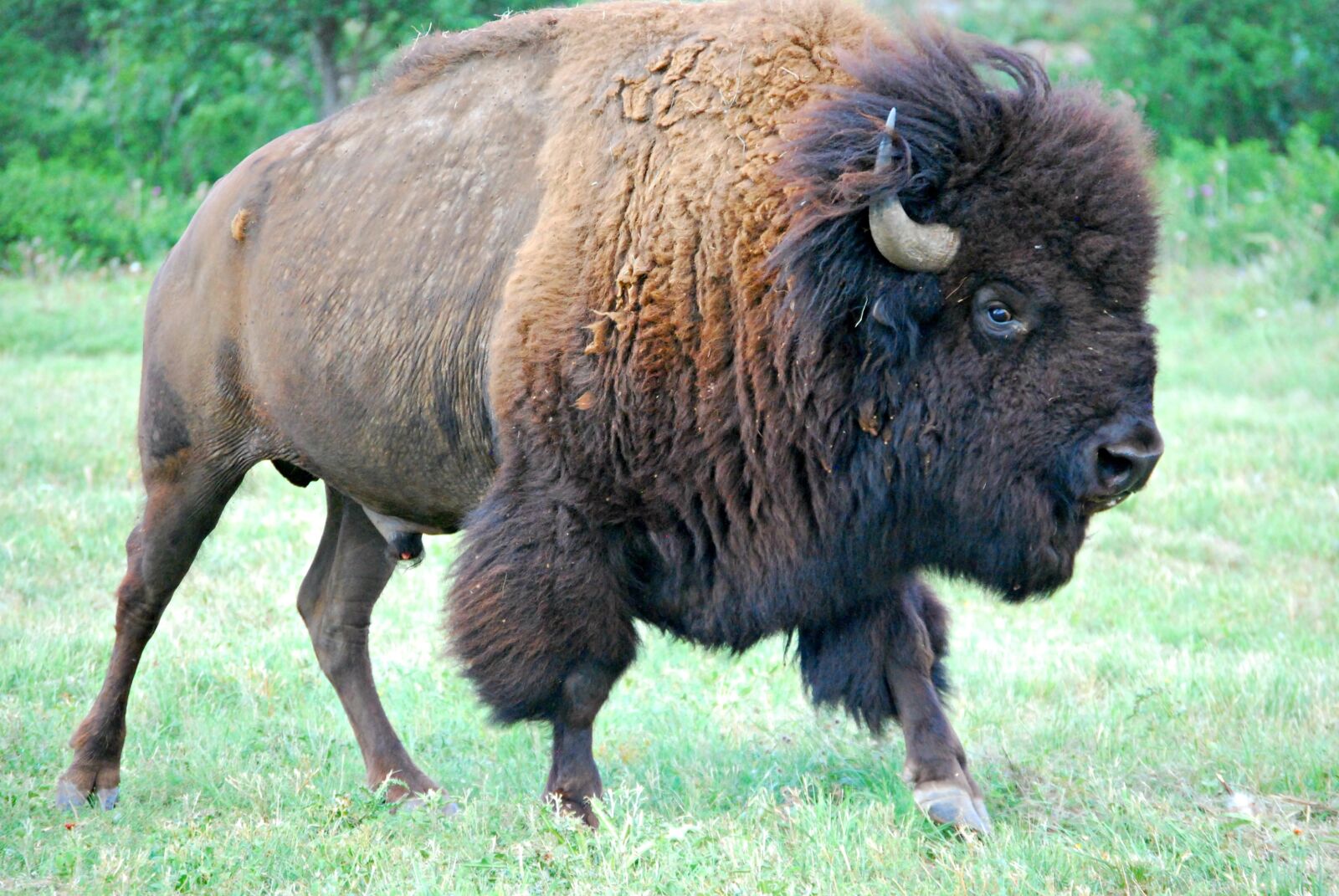 Nikon D60 sample photo. Bison, buffalo, male buffalo photography