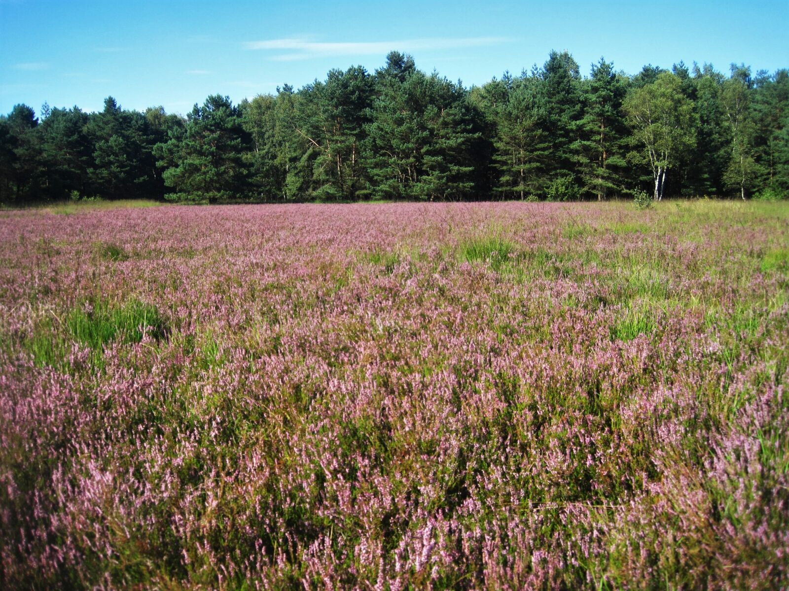 Canon PowerShot SD1200 IS (Digital IXUS 95 IS / IXY Digital 110 IS) sample photo. Heathland, heather, in bloom photography