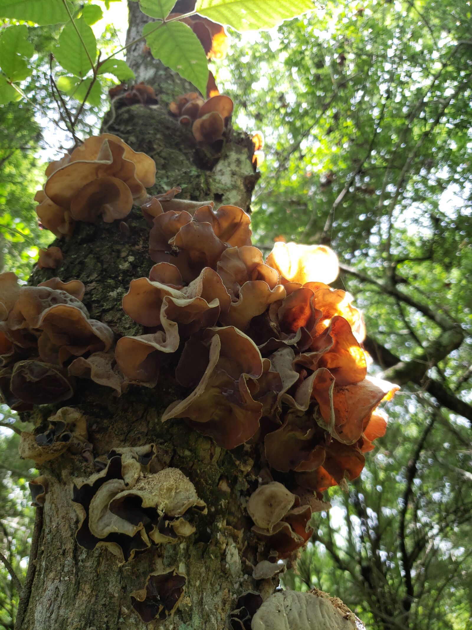 Samsung Galaxy S9 sample photo. Fungus, fungi, woods photography