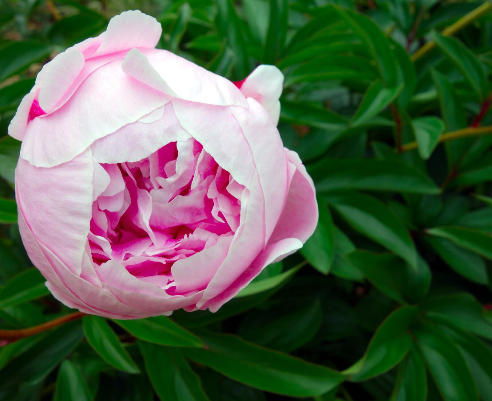 Sony Cyber-shot DSC-RX100 sample photo. Peony, blossom, bloom photography