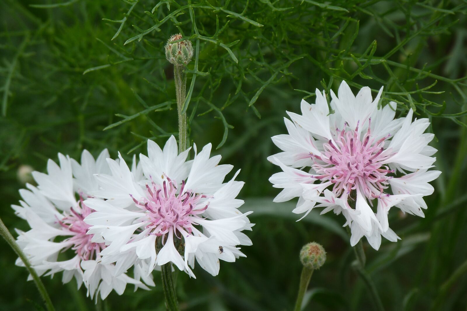 Panasonic Lumix DMC-FZ40 (Lumix DMC-FZ45) sample photo. Flowers, catananche, garden photography
