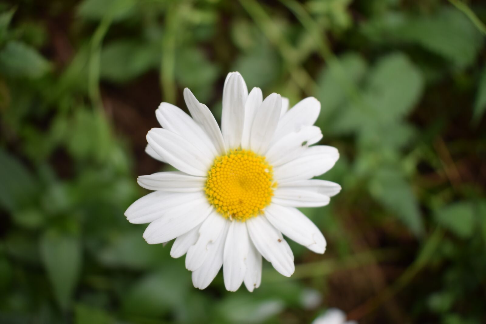 Nikon D3300 sample photo. Daisy, flower, wild photography