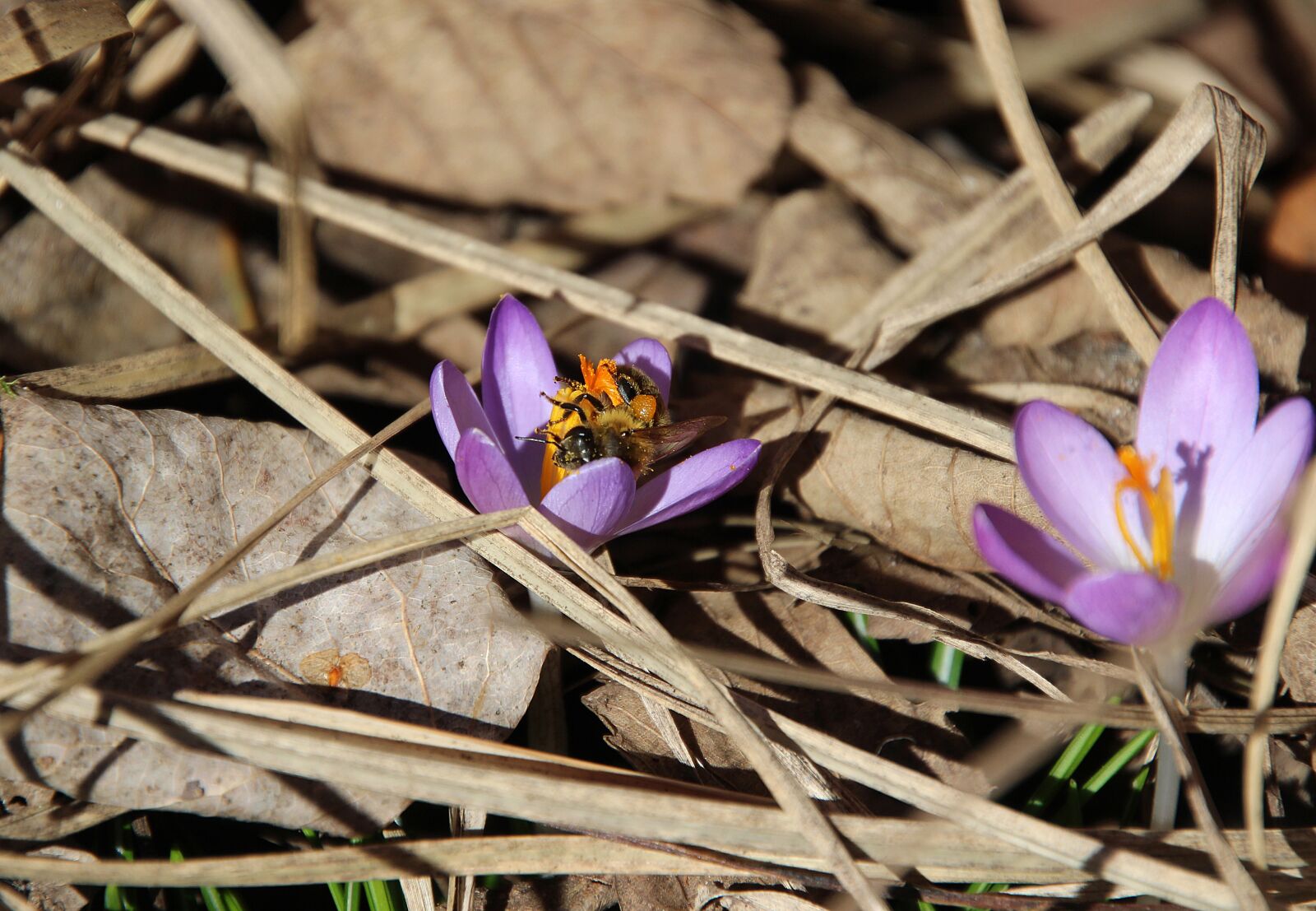 Canon EOS 700D (EOS Rebel T5i / EOS Kiss X7i) sample photo. Crocus, bee, spring photography