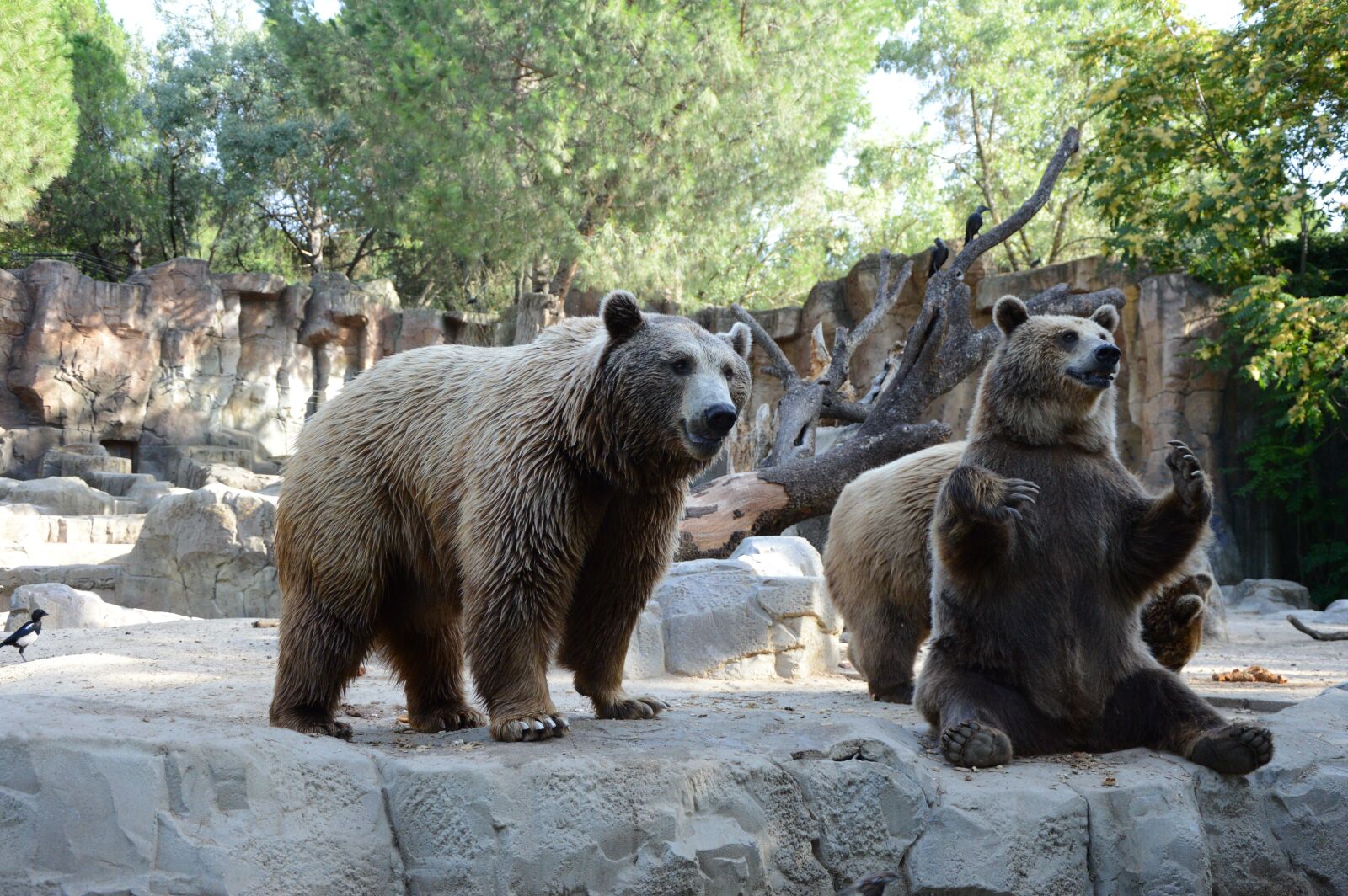 Nikon D3200 sample photo. Bear, nature, animal photography