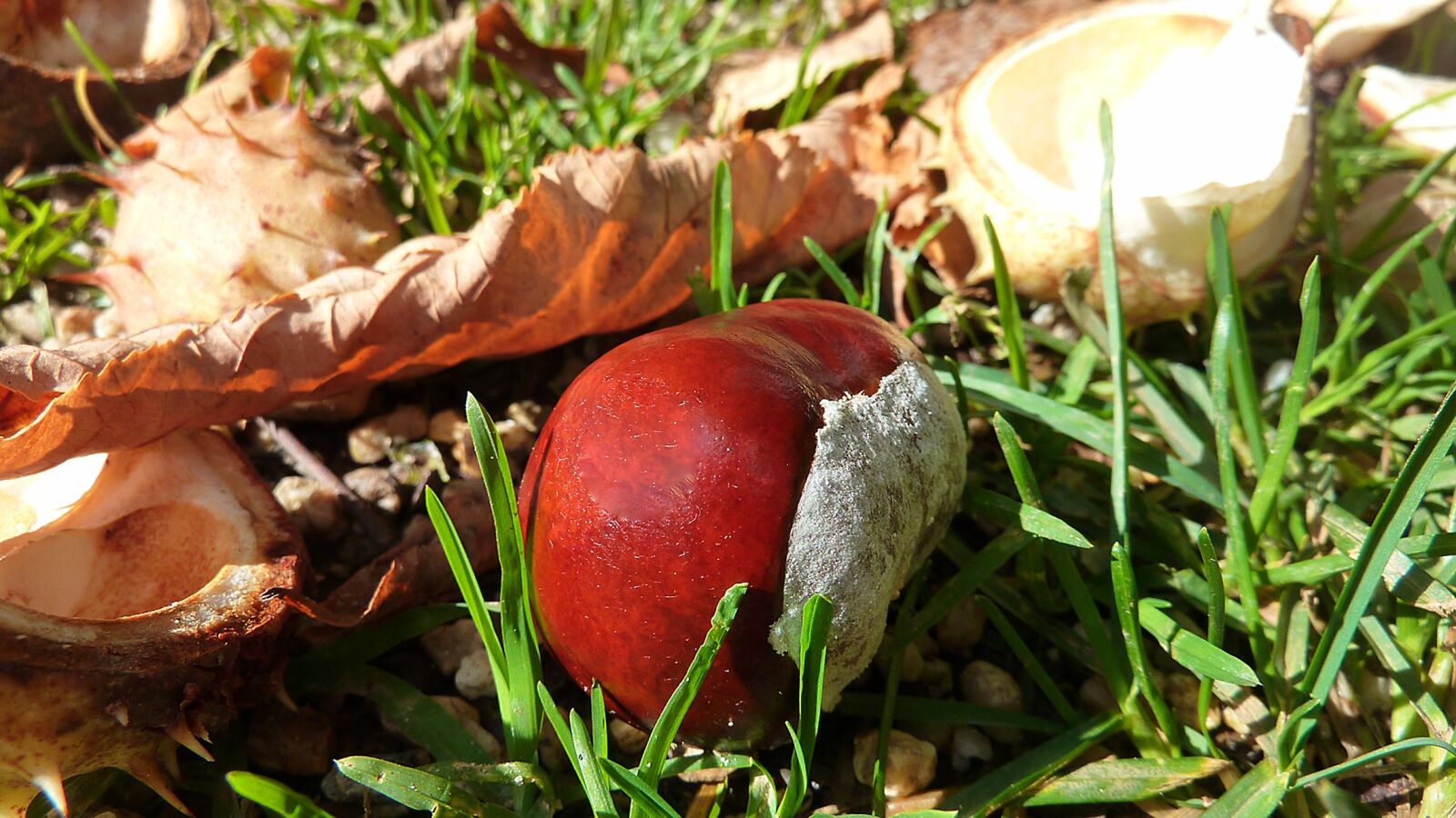 Panasonic DMC-TZ7 sample photo. Chestnut, chestnut nuts, chestnut photography