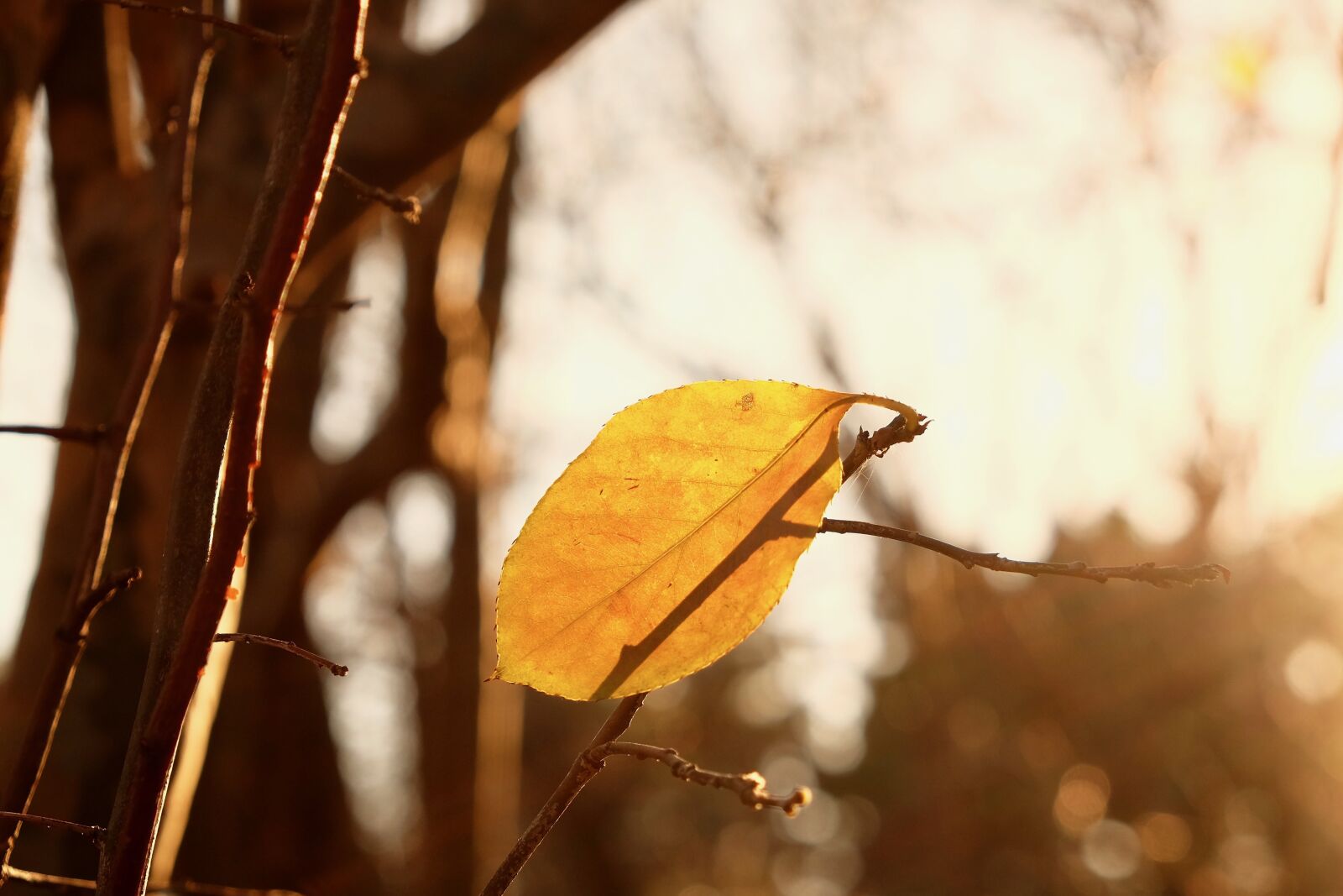 Fujifilm X-T10 sample photo. Leaf, sunset, tree photography