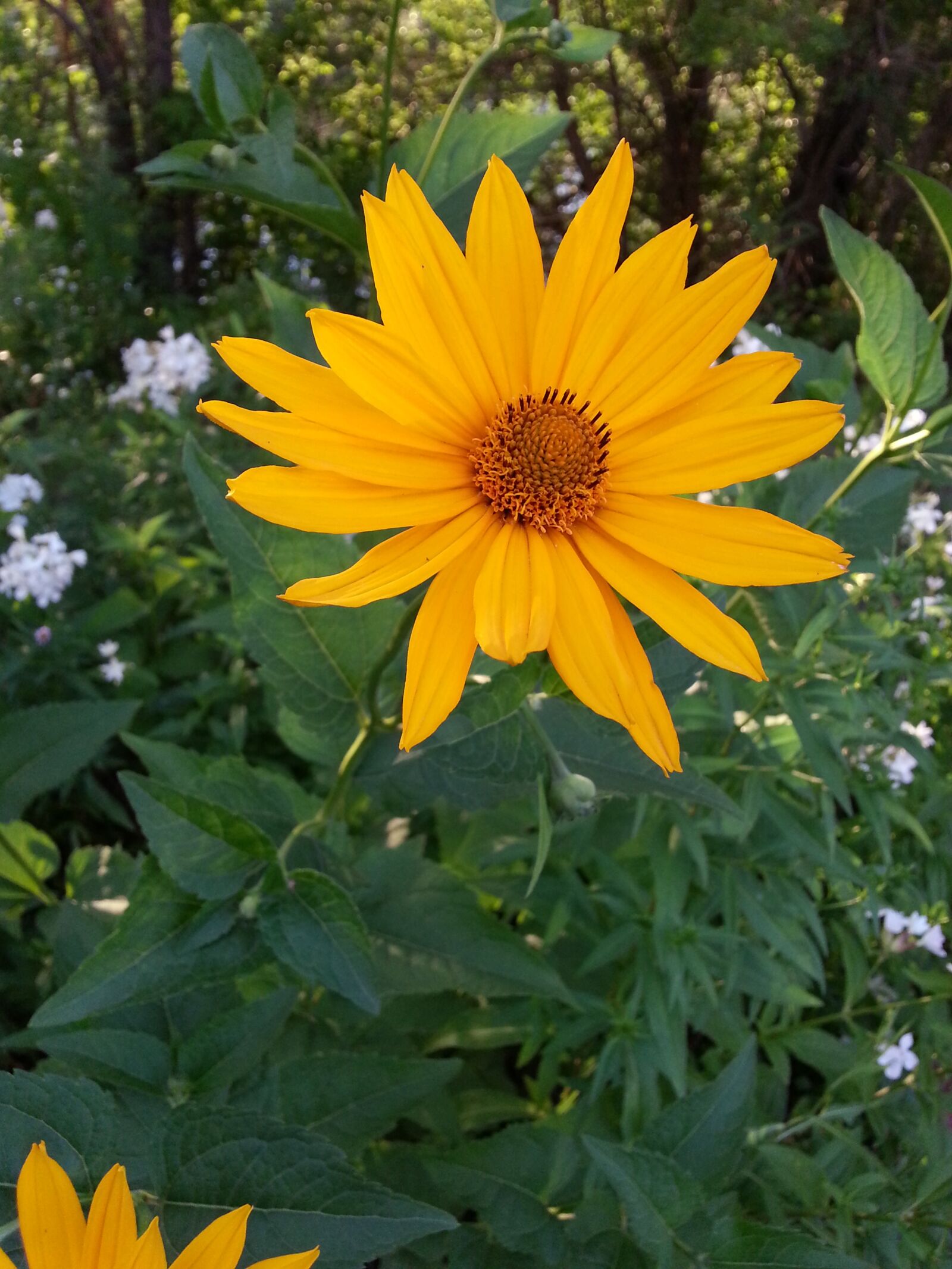 Samsung Galaxy S3 sample photo. Flower, sunny, petals photography