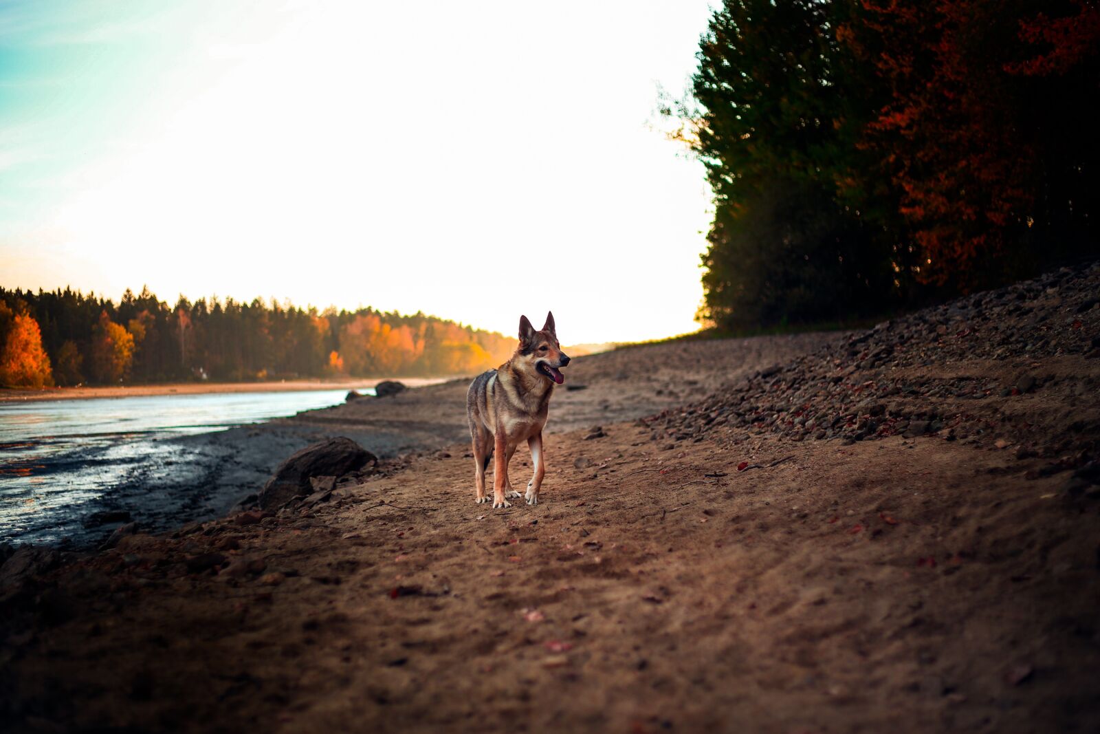 Canon EF 50mm F1.8 II sample photo. Dog, alsatian, animal photography