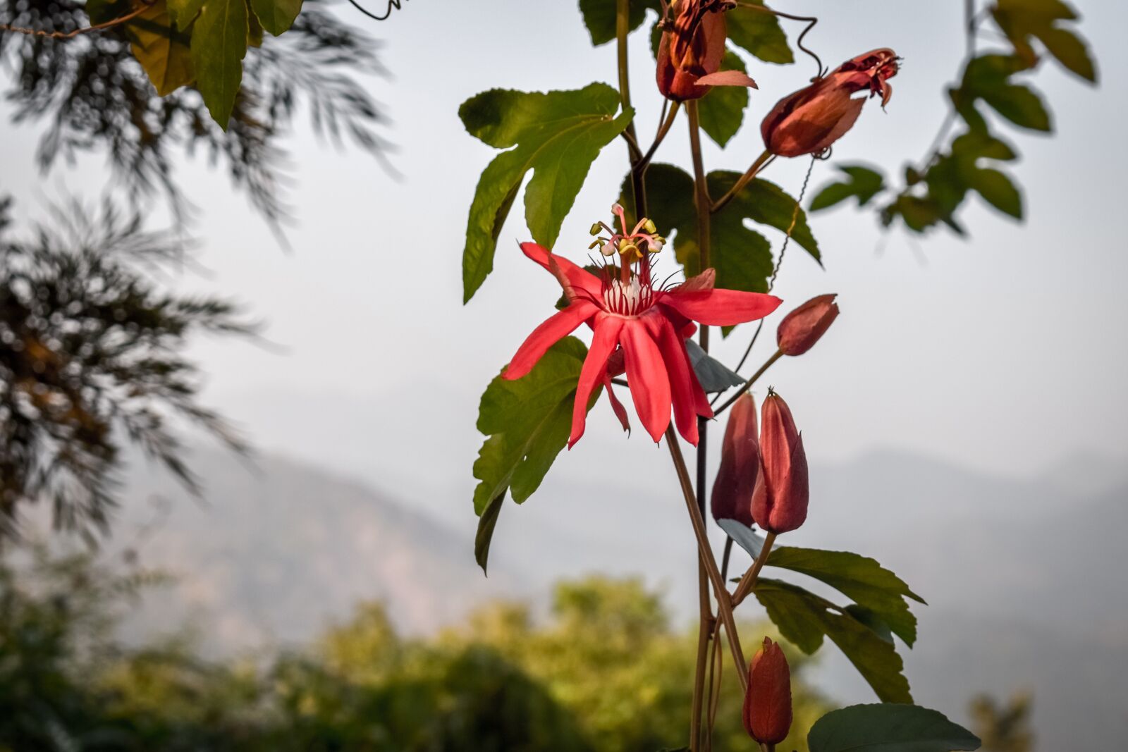 Nikon D3300 sample photo. Flower, nature, photography photography