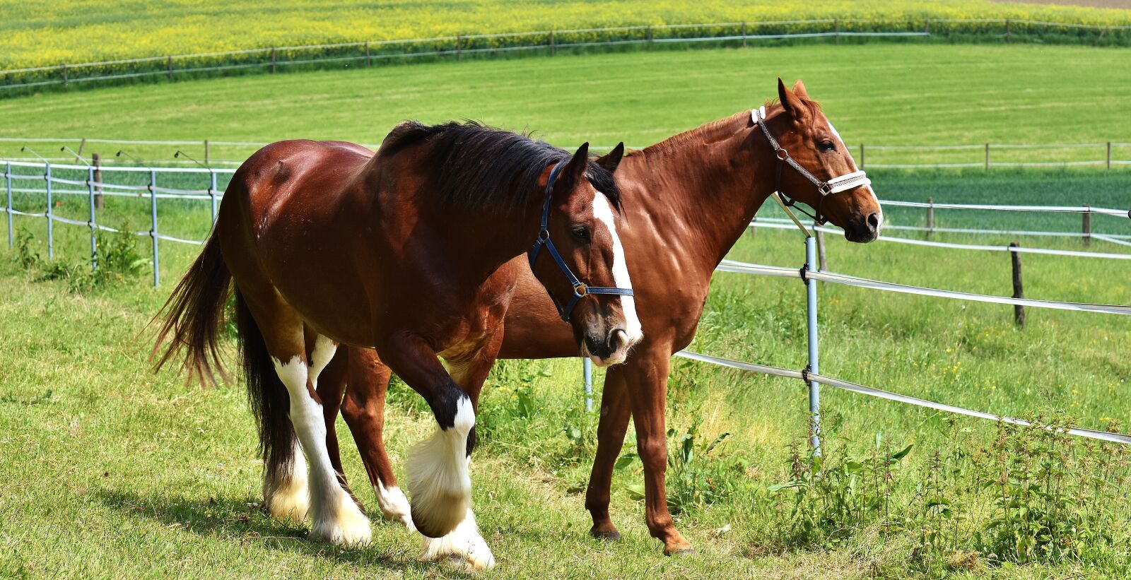 Nikon D7200 sample photo. Horses, coupling, for two photography