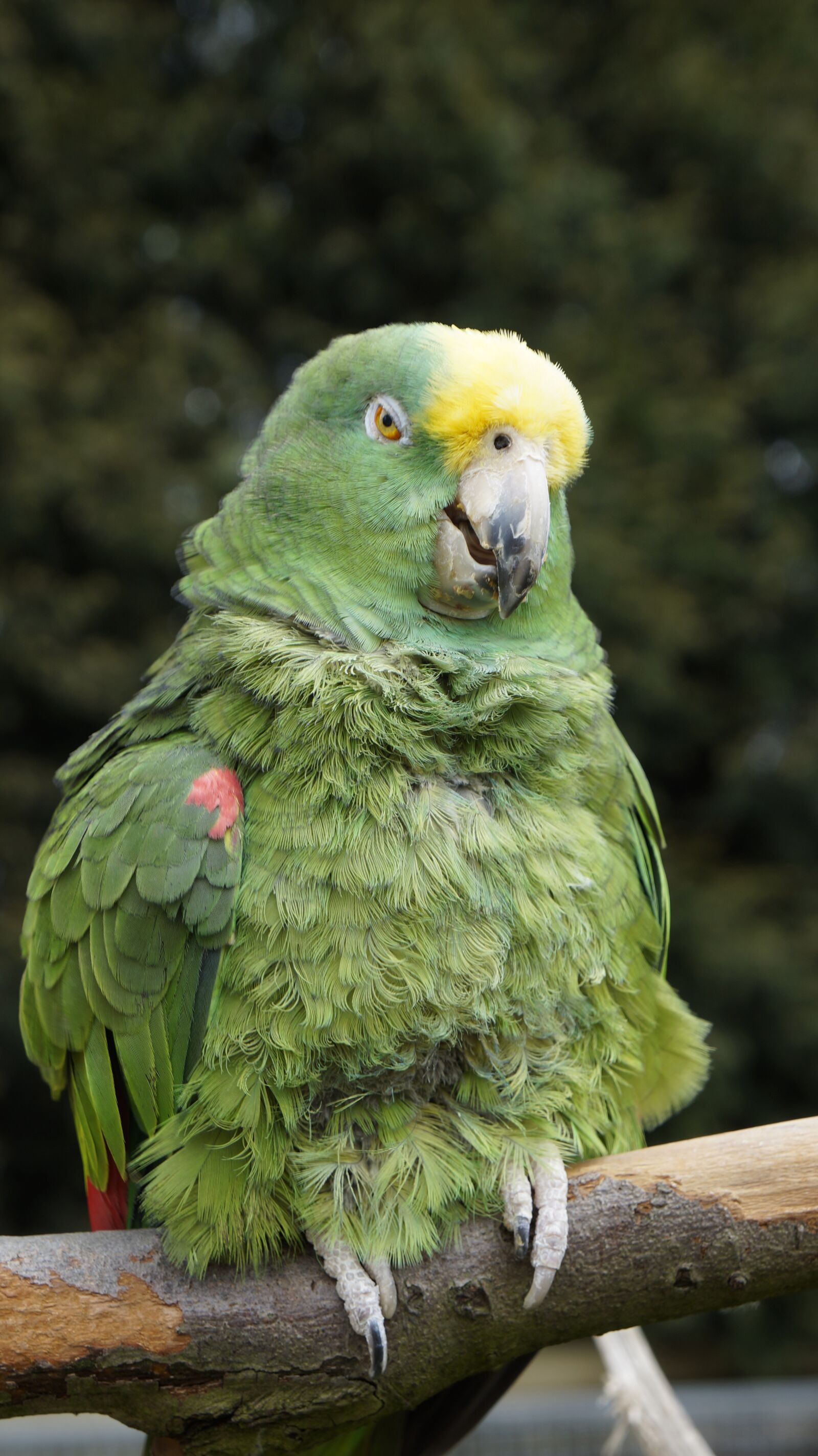 Sony Alpha a3000 sample photo. Parrot, bird, animal photography