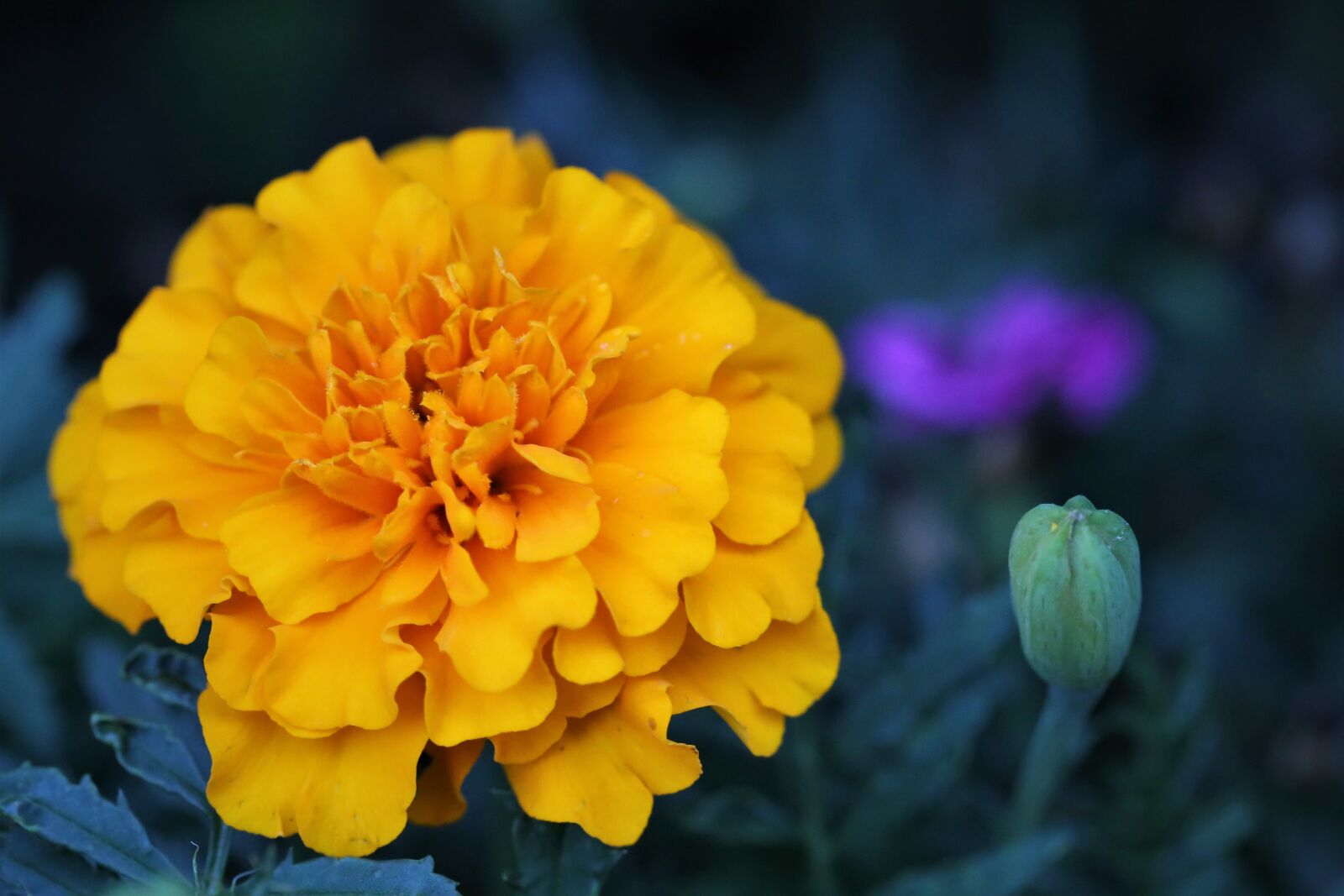 Canon EOS 6D + Canon EF 100mm F2.8 Macro USM sample photo. Tagetes, flower, orange photography