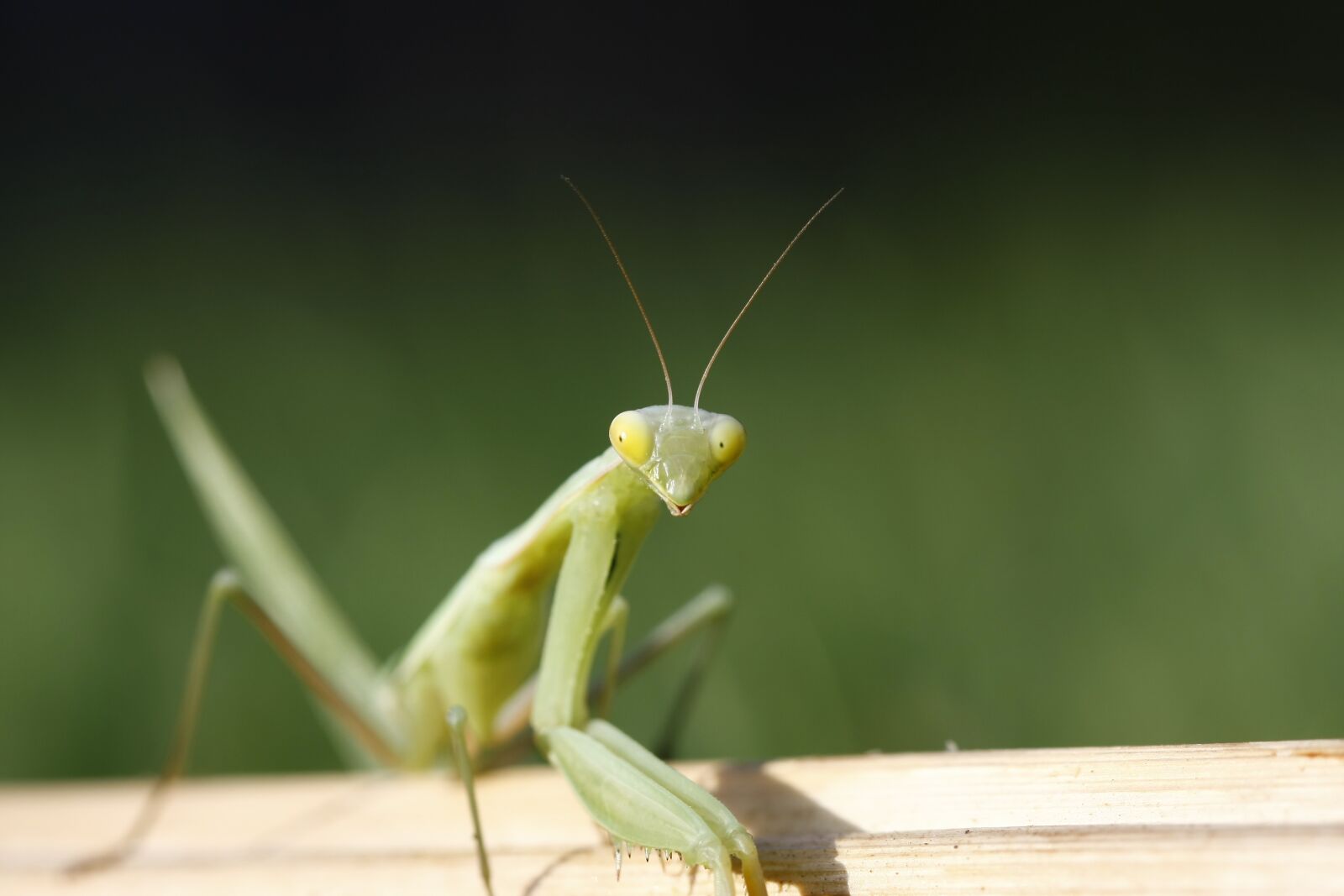 Canon EOS 40D sample photo. Praying mantis, macro, green photography