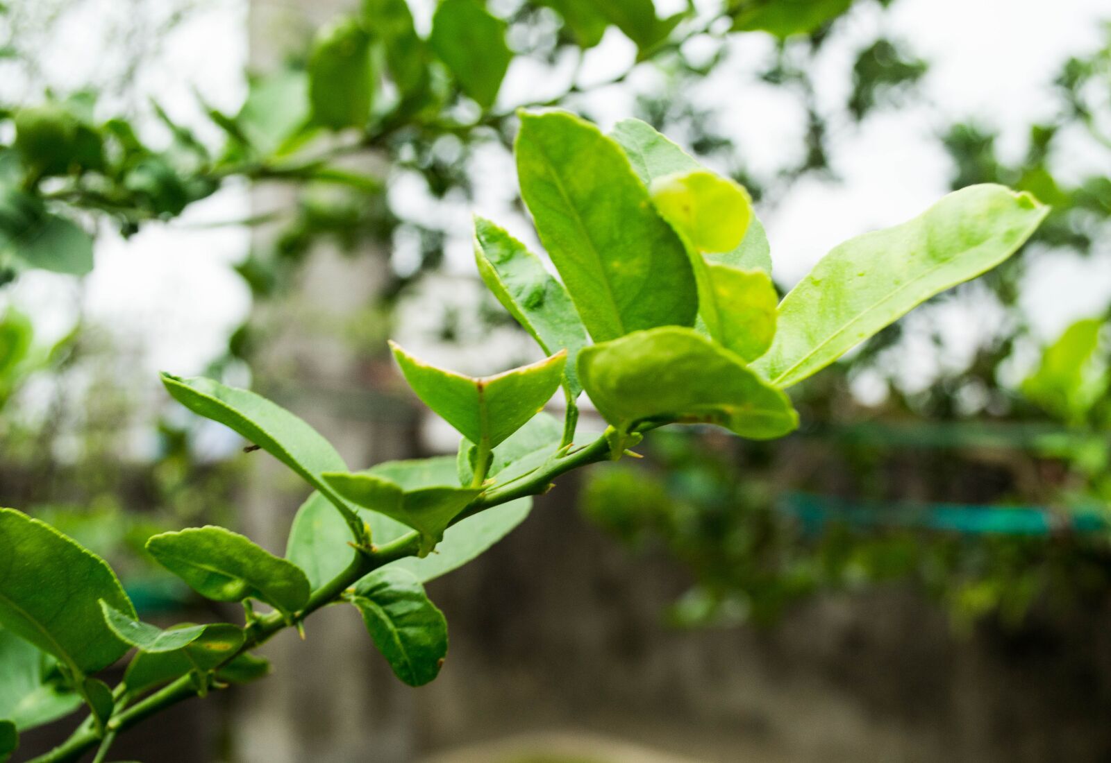 Nikon D3100 sample photo. Lemon leaves, plant, leaf photography