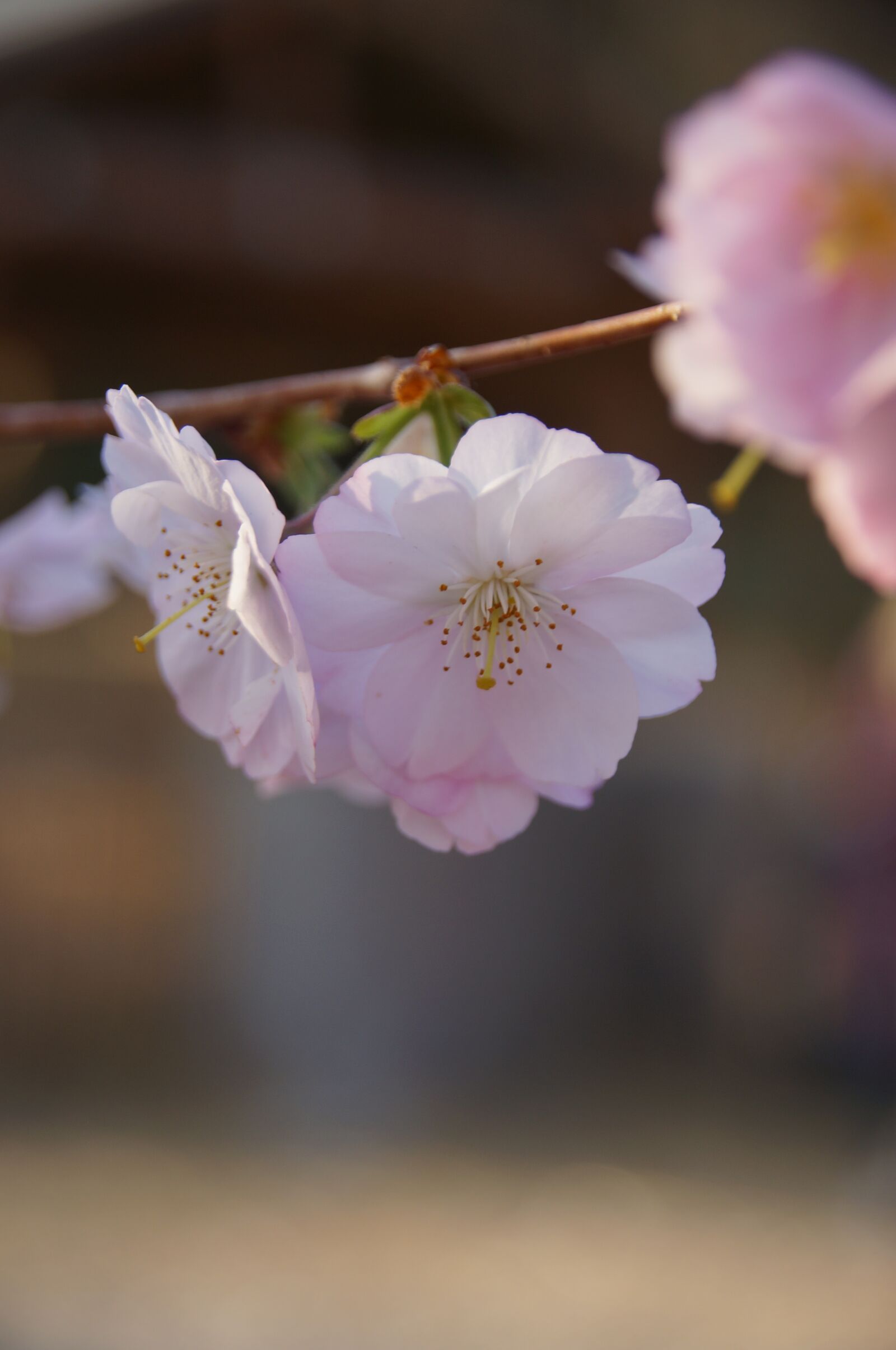 Sony SLT-A57 sample photo. Cherry tree, cherry blossom photography