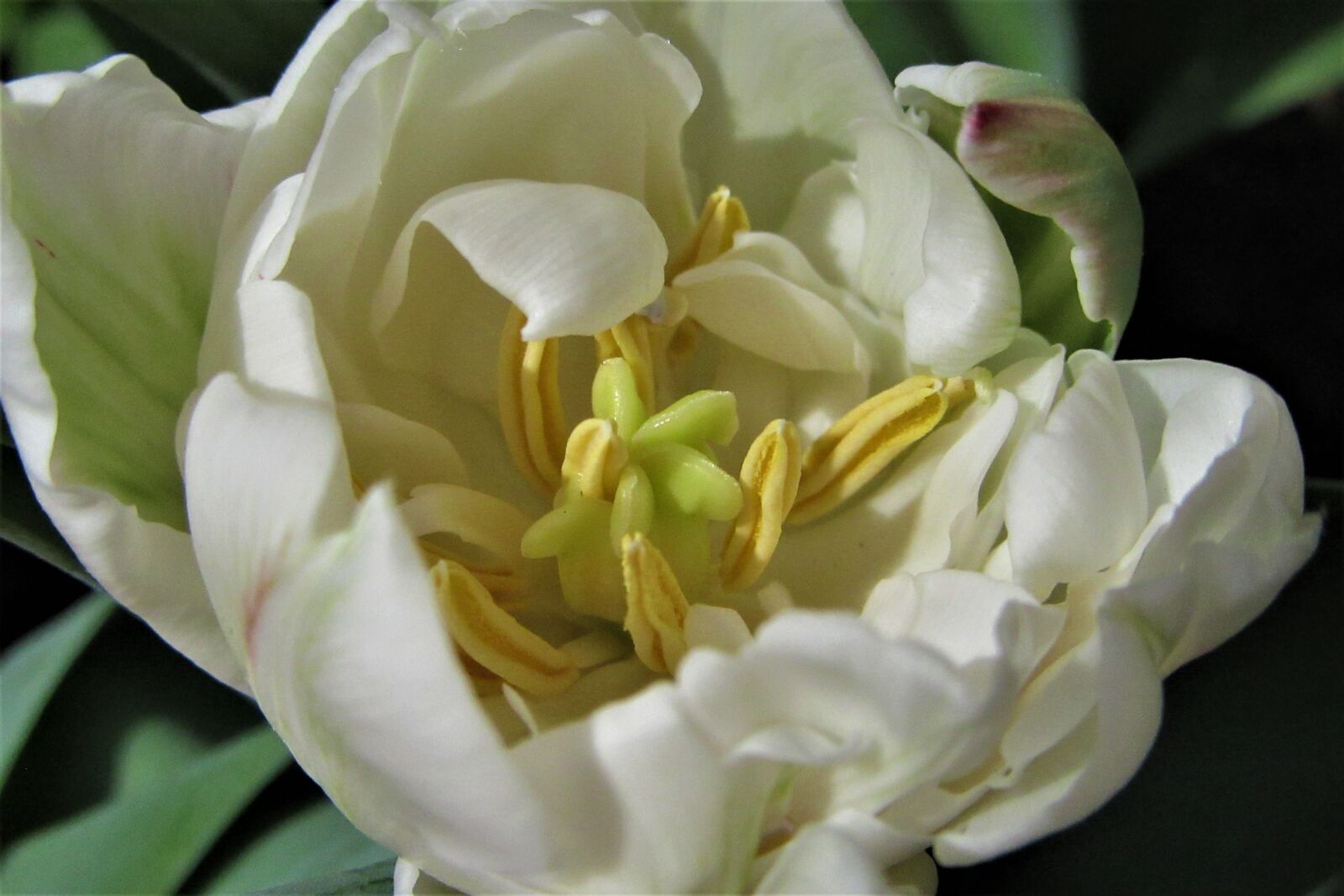 Canon PowerShot SX610 HS sample photo. Tulip, pollen, pestle photography