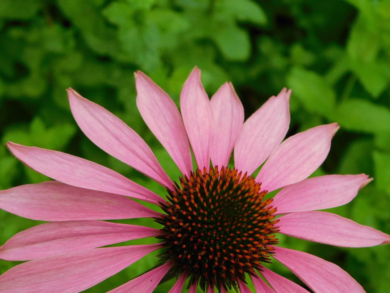 Nikon Coolpix B500 sample photo. Flower, flora, nature photography