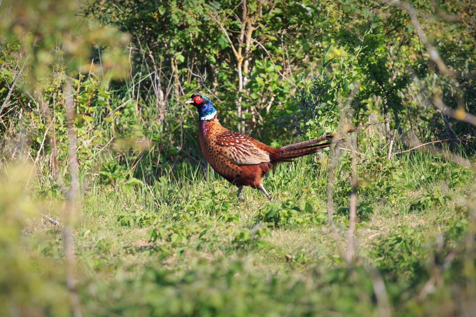 Canon EOS 6D + Canon EF 70-200mm F4L USM sample photo. Pheasant, schiermonnikoog, wildlife photography
