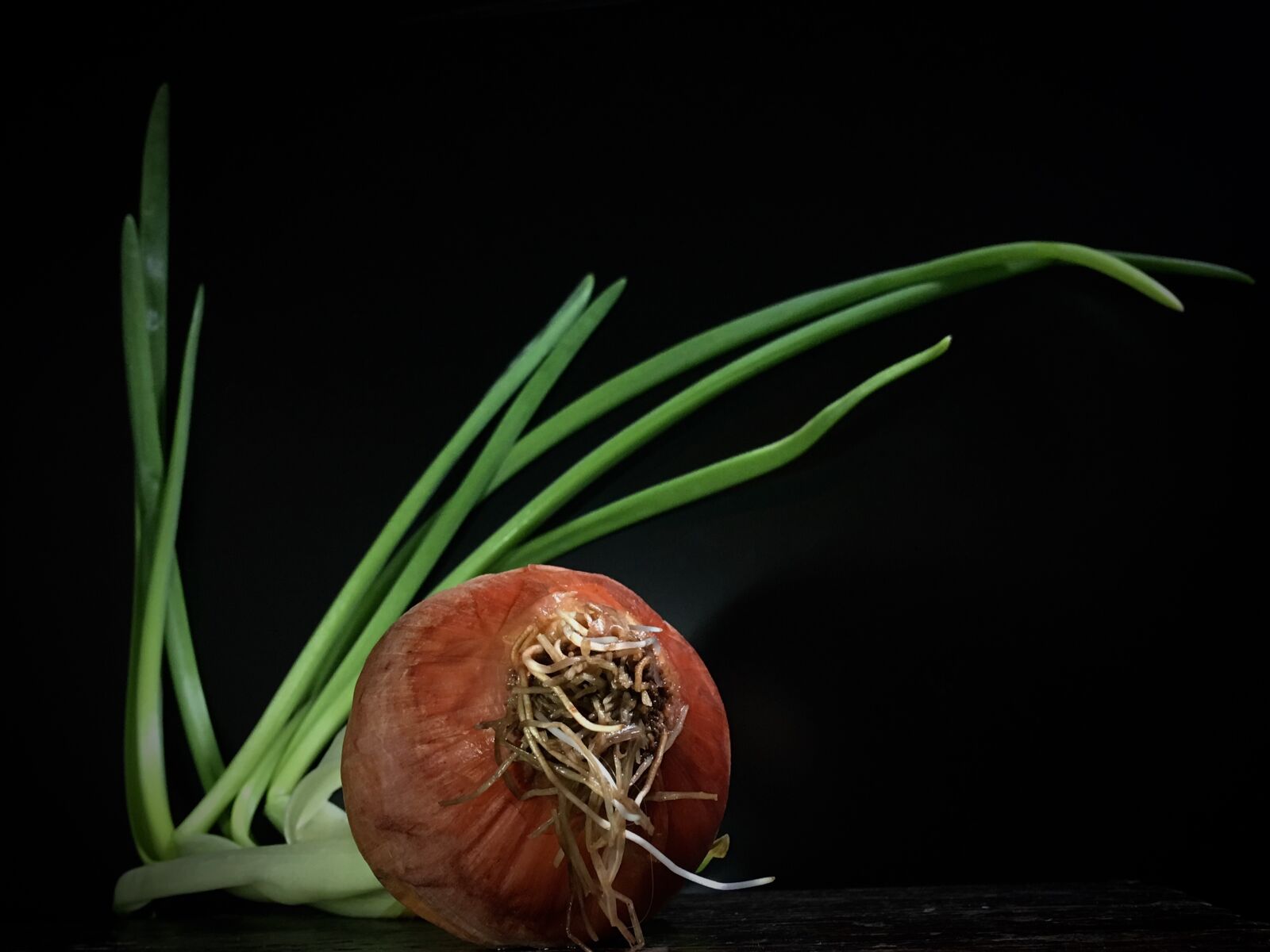 iPhone 6s Plus back camera 4.15mm f/2.2 sample photo. Onion, stems, outbreak photography