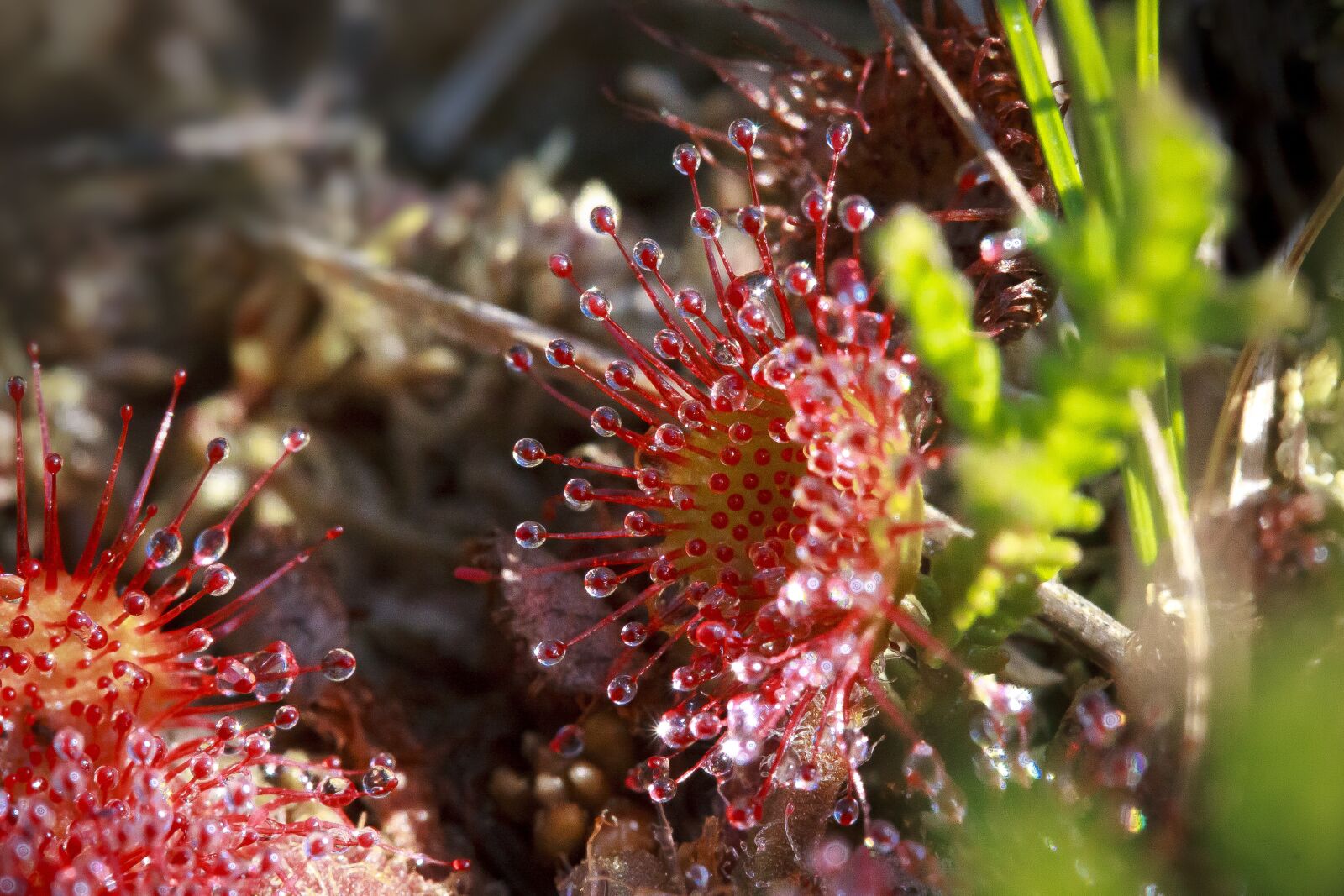 Canon EOS 50D sample photo. Sundew, drosera intermedia, glandular photography