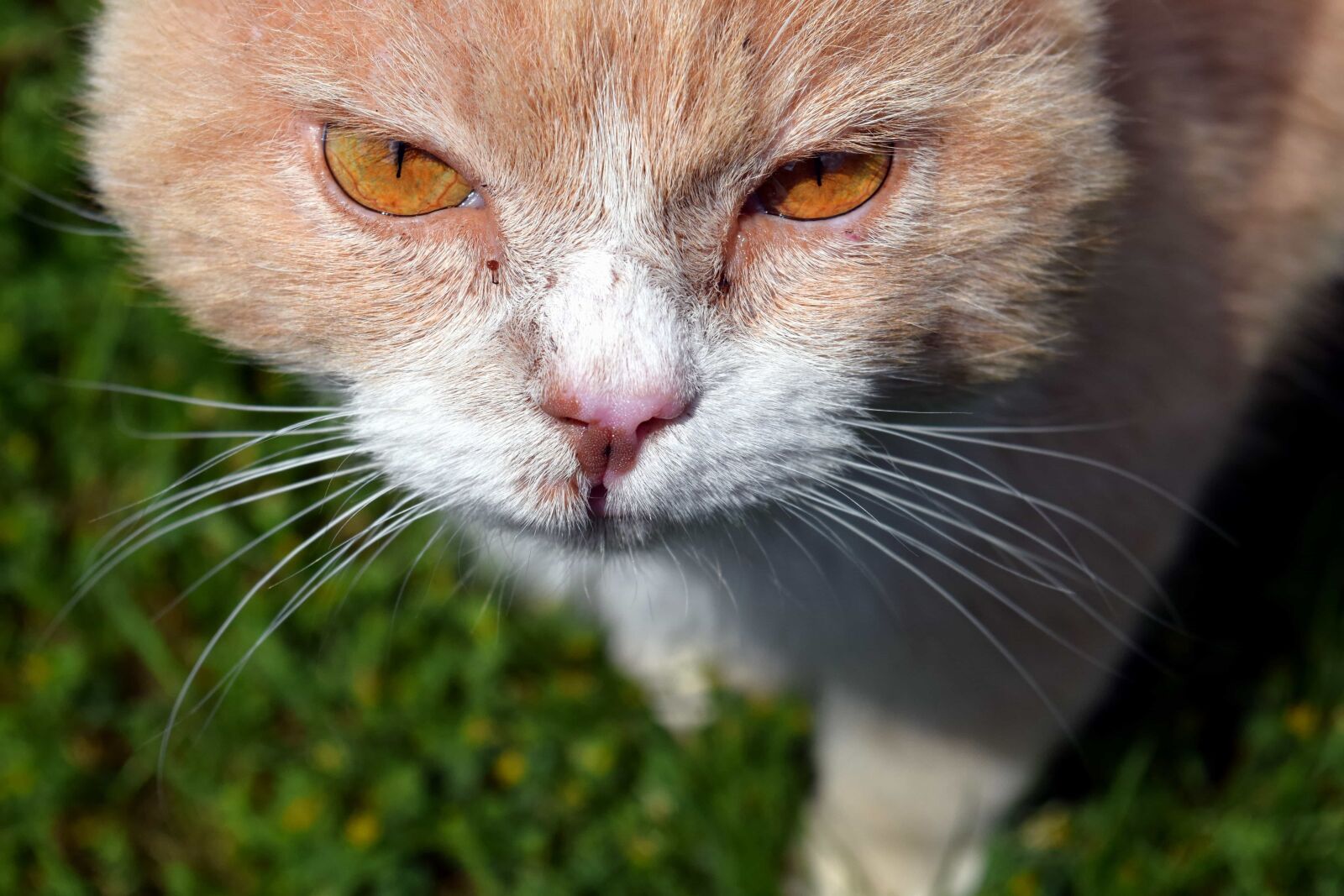 Nikon D3300 sample photo. Cat, animal, fur, young photography