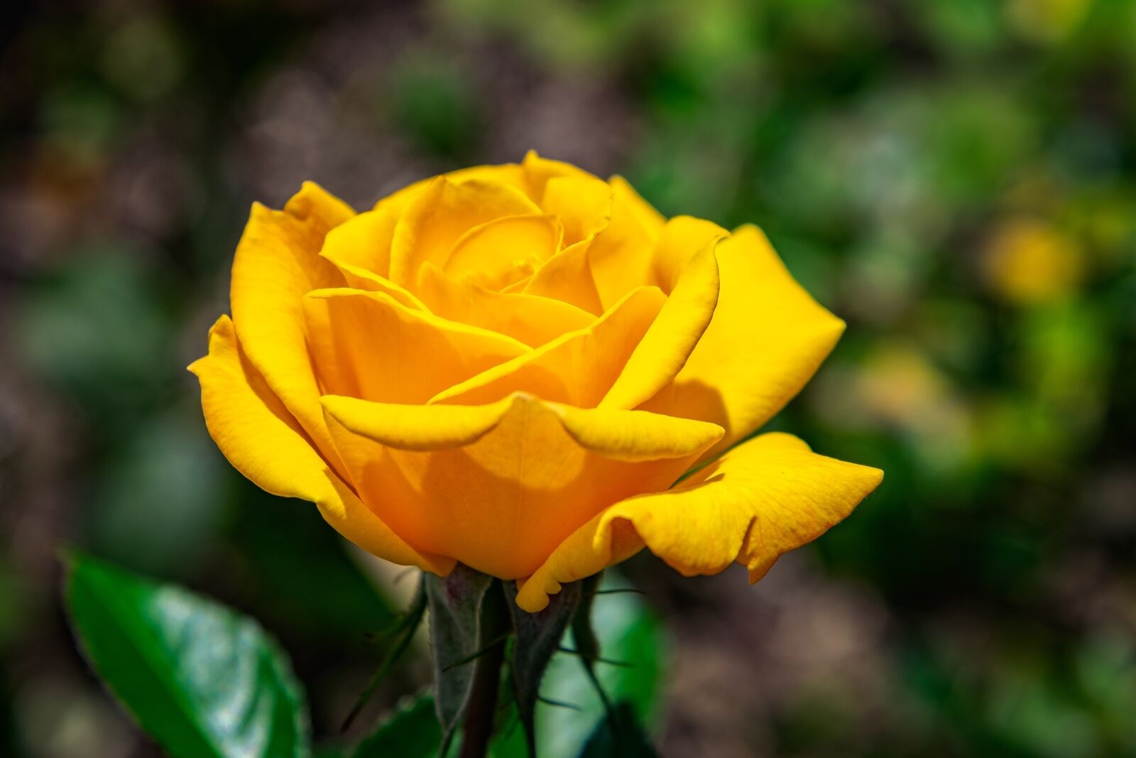 Nikon D3300 sample photo. Rose, flower, yellow photography