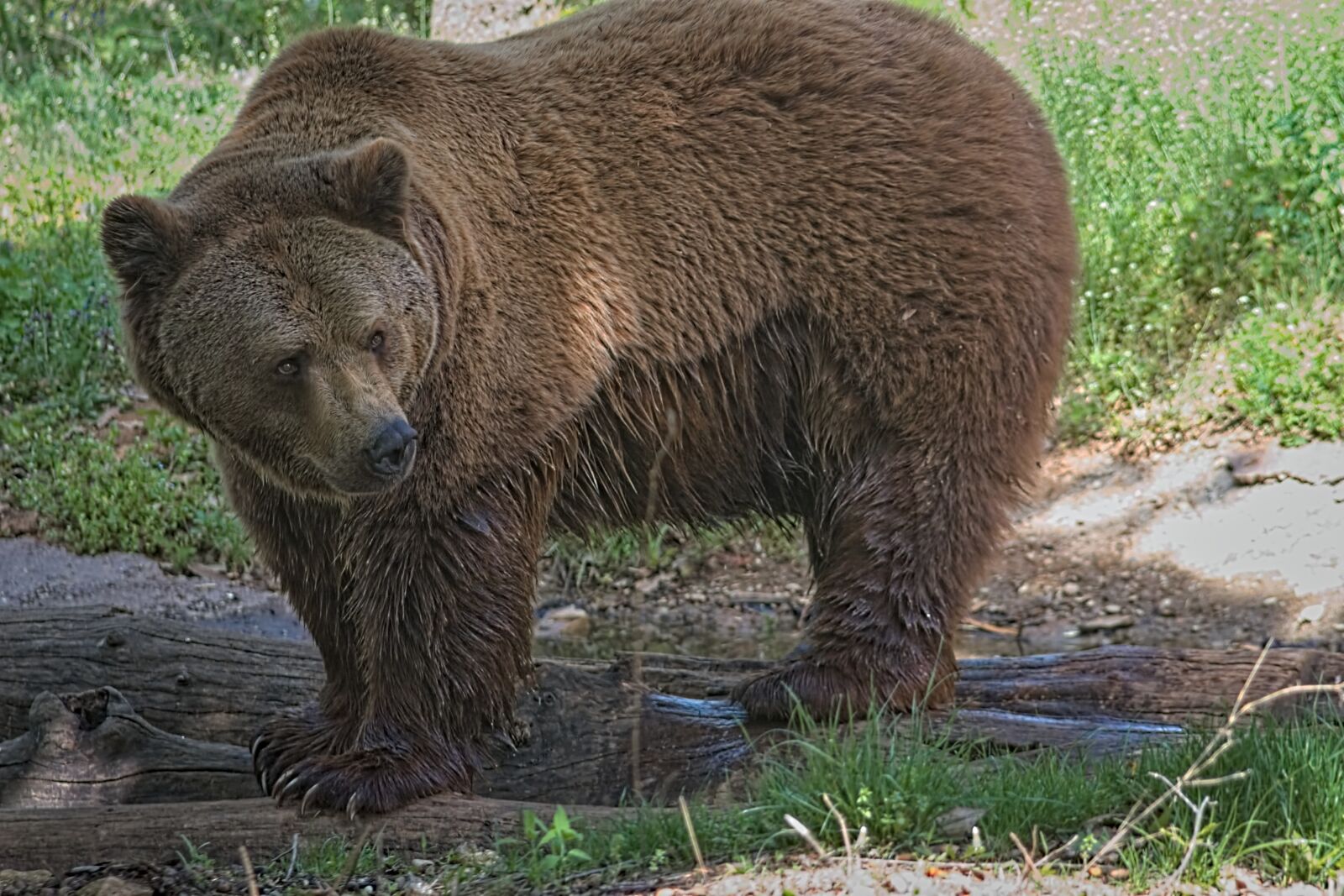 Canon EOS 650D (EOS Rebel T4i / EOS Kiss X6i) sample photo. Bear, animal, nature photography