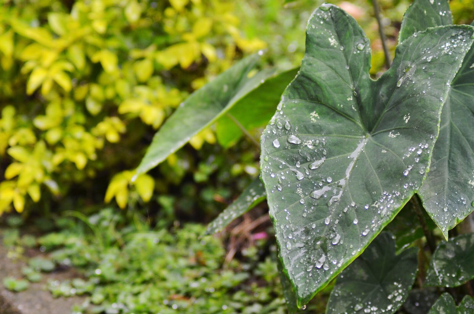 Nikon D5100 sample photo. Leaf, water, green photography
