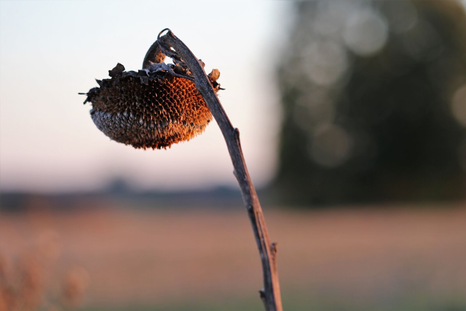 Canon EOS 6D sample photo. Dry sunflower, meadow, landscape photography