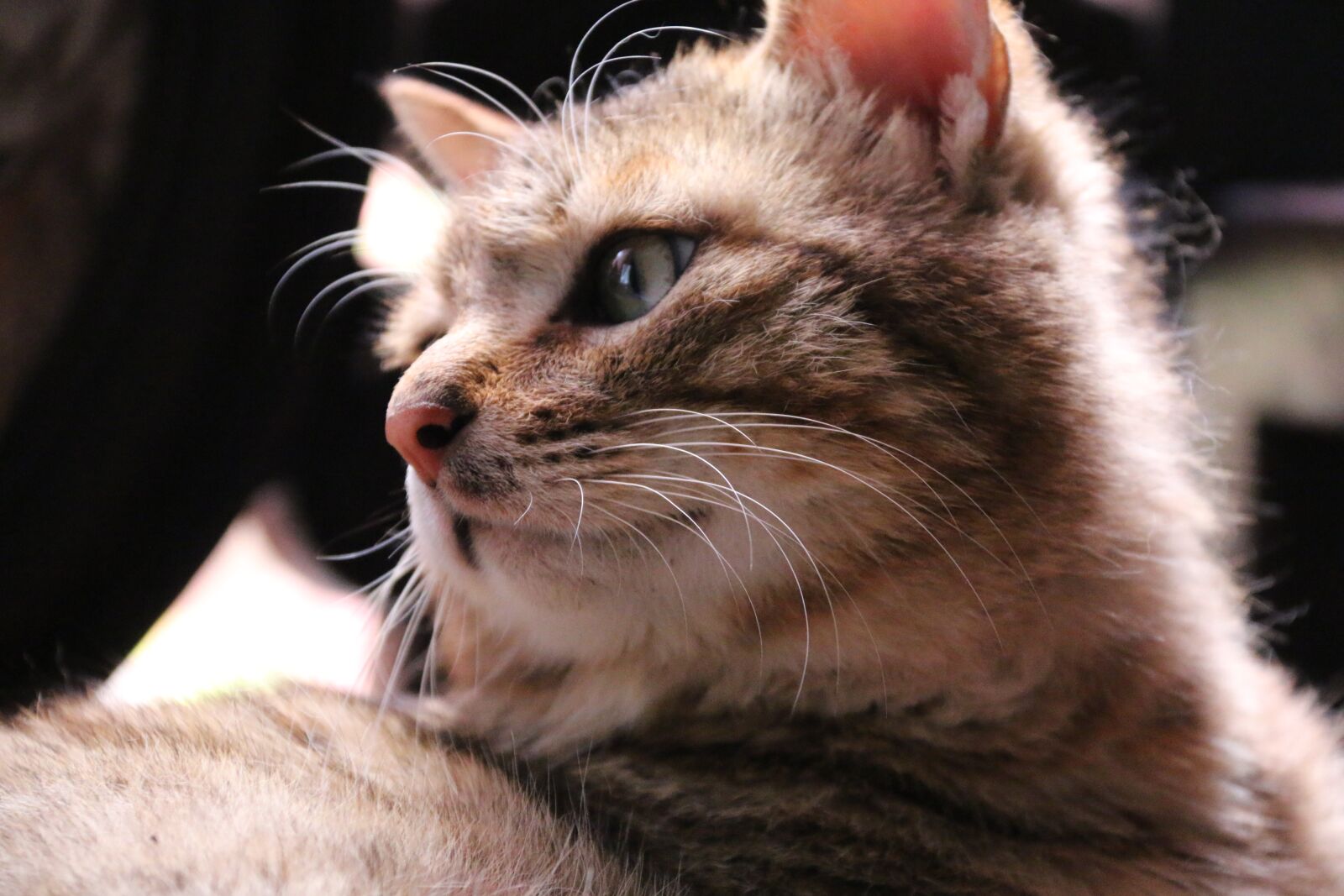 Canon EF-S 18-200mm F3.5-5.6 IS sample photo. Kitty, cat, animal photography