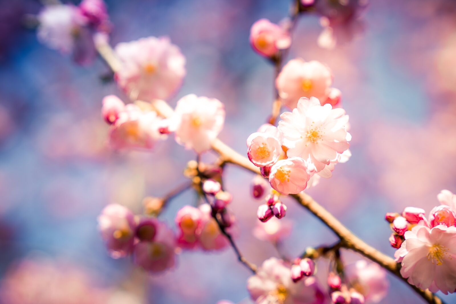 Sony a7R II + Sony FE 24-70mm F2.8 GM sample photo. Cherry blossom, nature, cherry photography