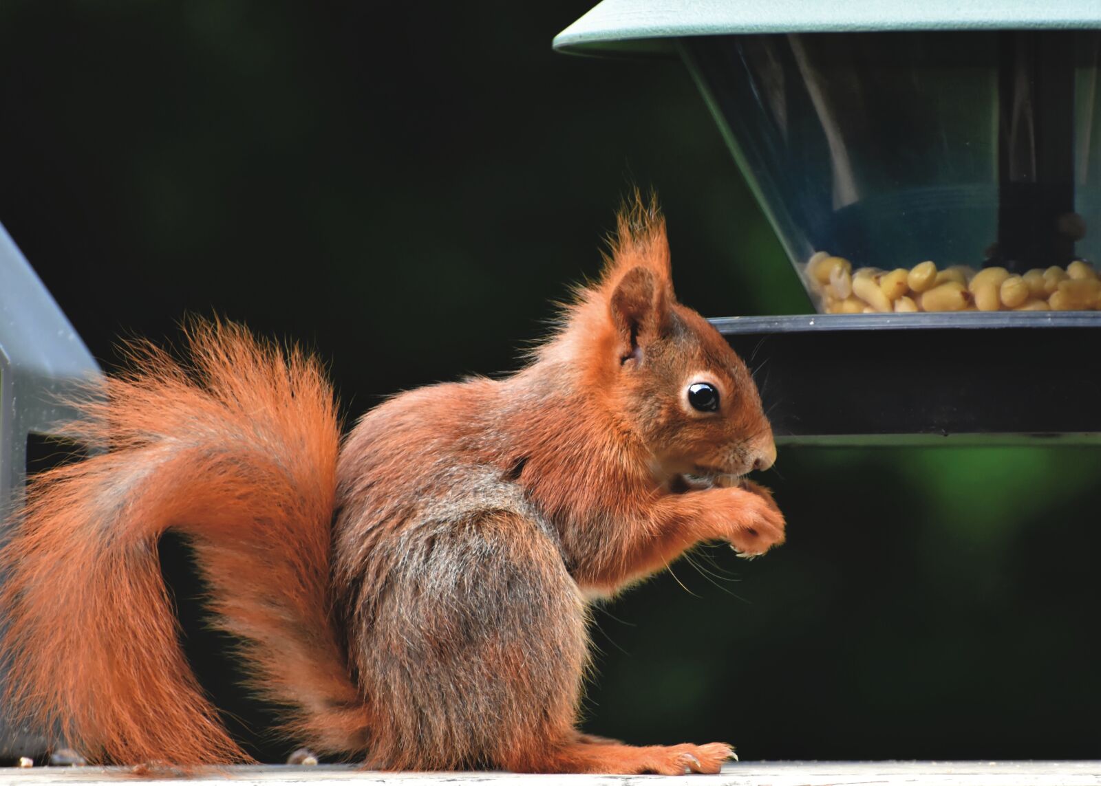 Nikon D7200 sample photo. Squirrel, verifiable kitten, rodent photography