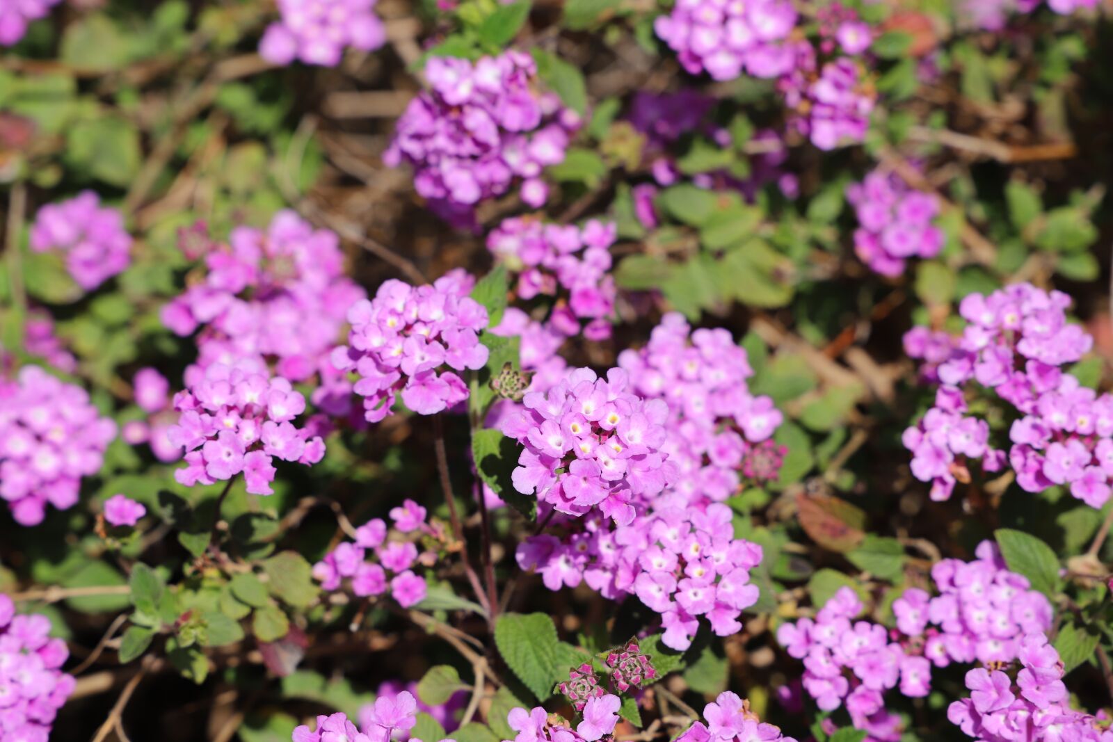 Canon EOS 6D Mark II sample photo. Flower, plant, garden photography