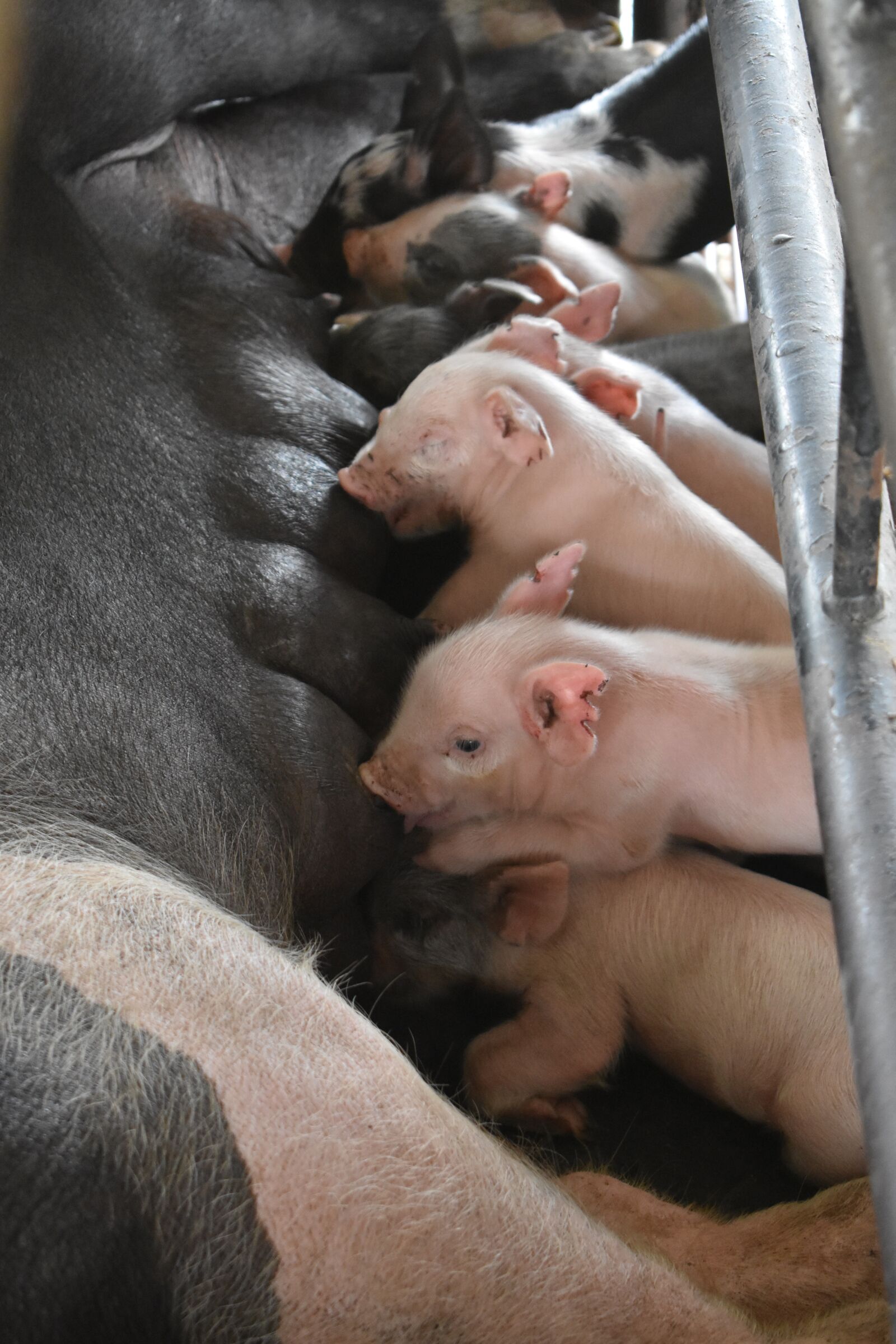 Nikon D3400 sample photo. Feeding, piglet, newborn photography
